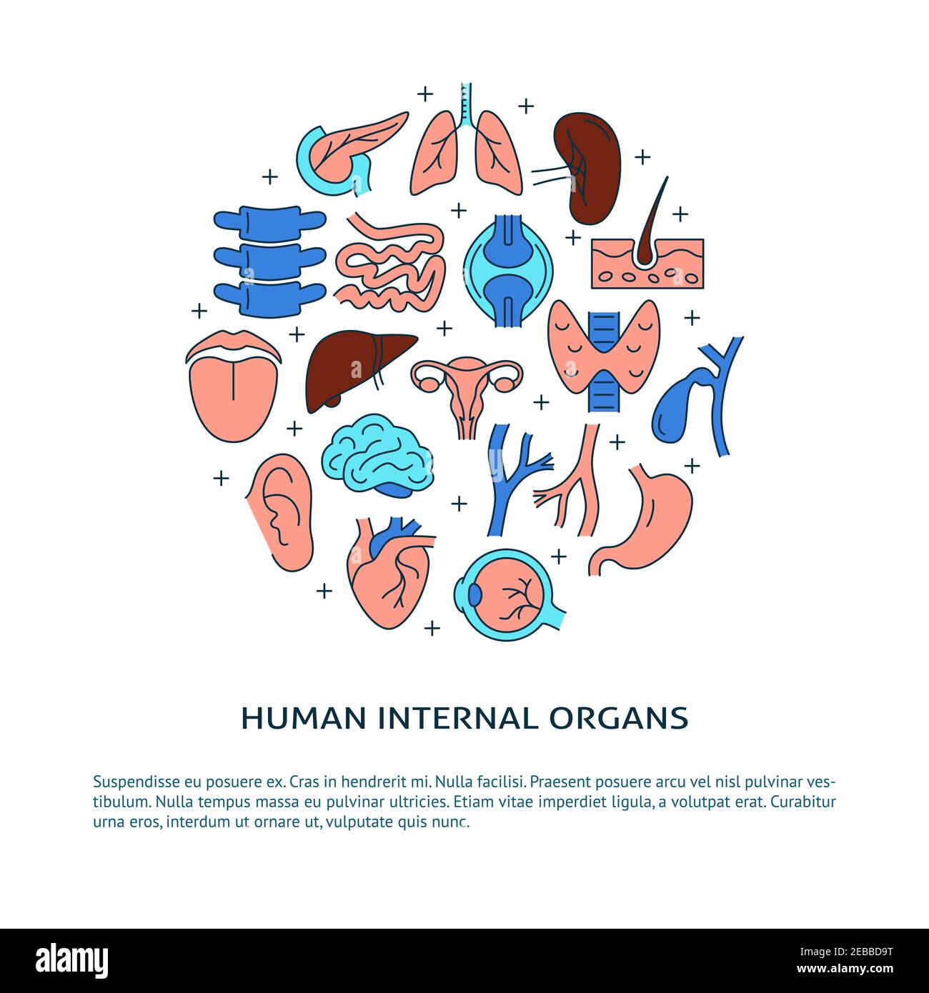 Human internal organs banner with place for text. Medical poster with ...