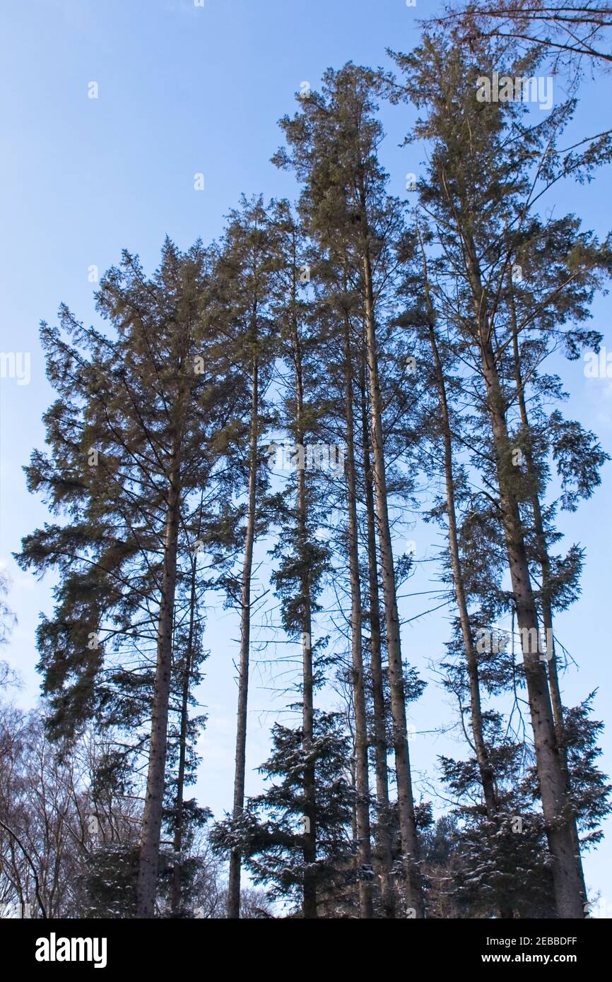 Tall trees stand proud against a blue coloured sky in Thornley Woods
