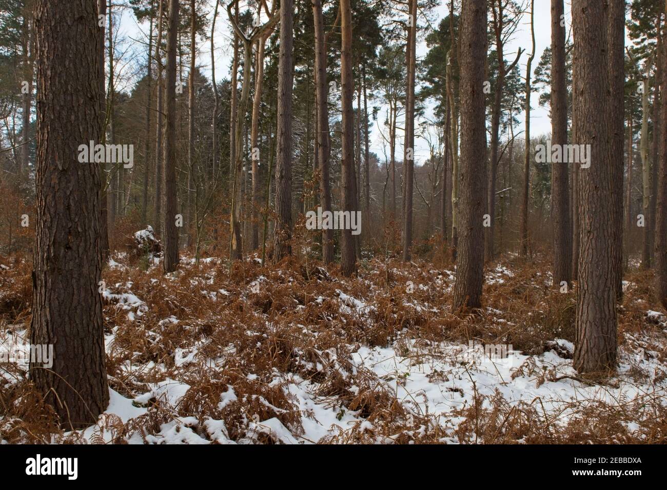 Tall pine tree trunks and golden coloured dead ferns in a winter