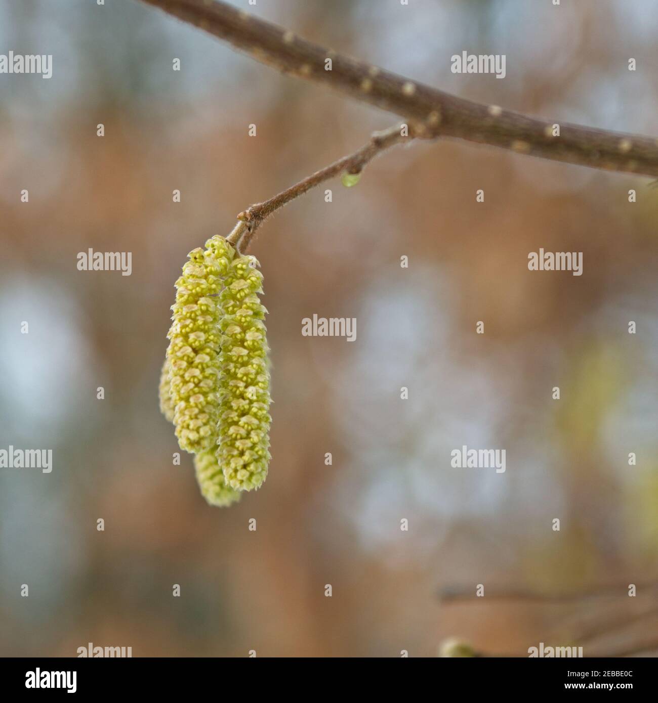 Silver birch seed pods hires stock photography and images Alamy