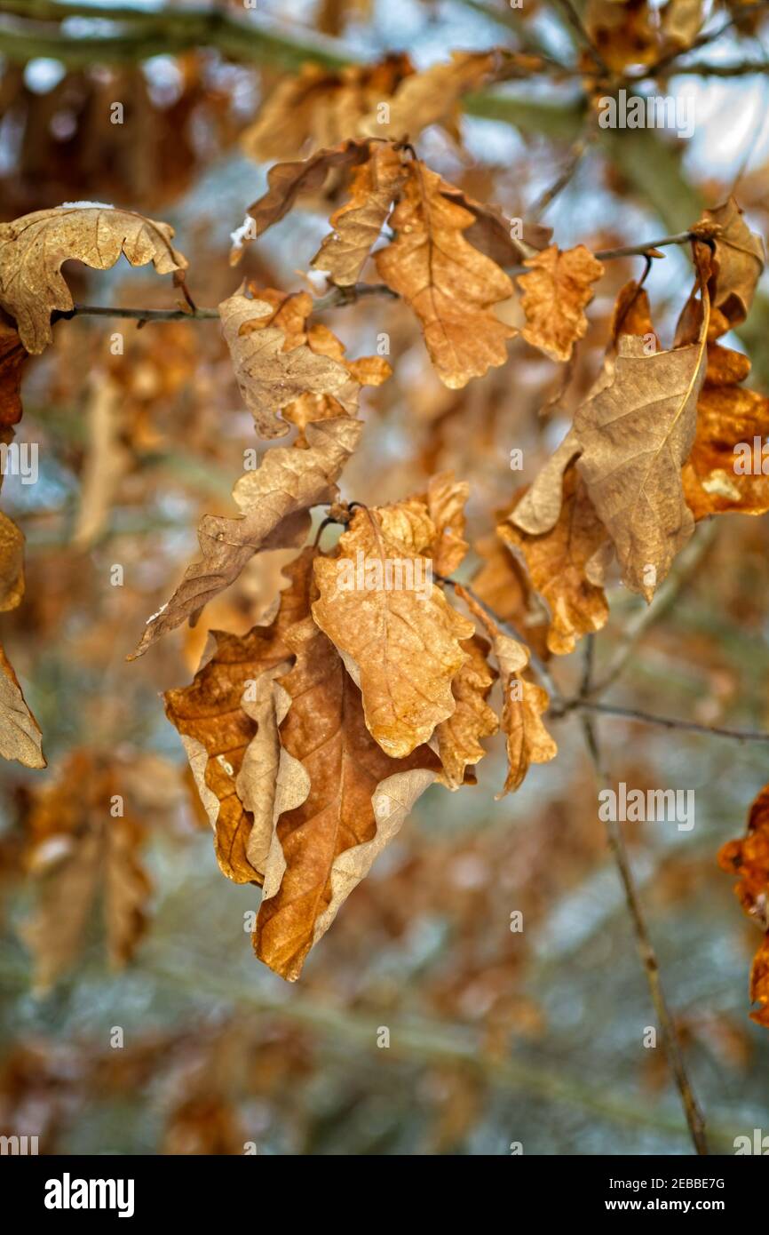 Golden coloured dead birch tree leaves hanging on branches in a winter