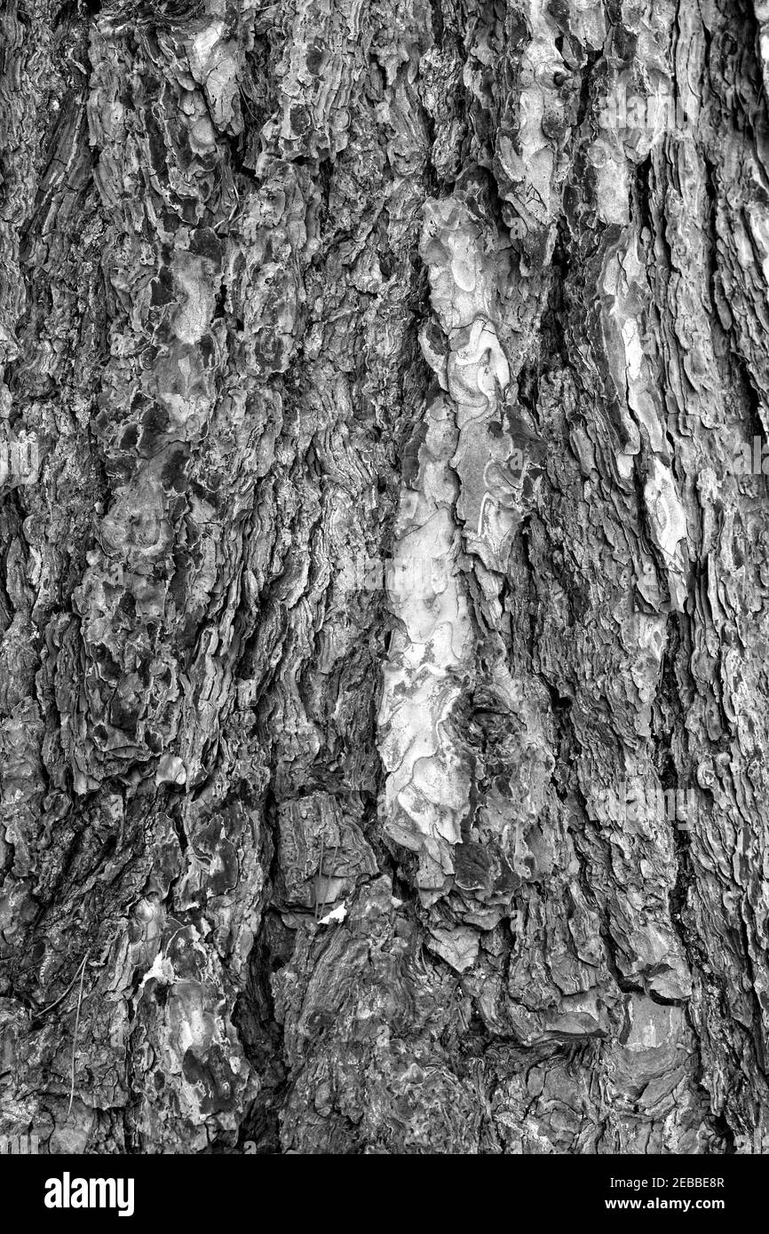 A black and white close up of tree showing all the knarly contours and ridges in the bark. Stock Photo