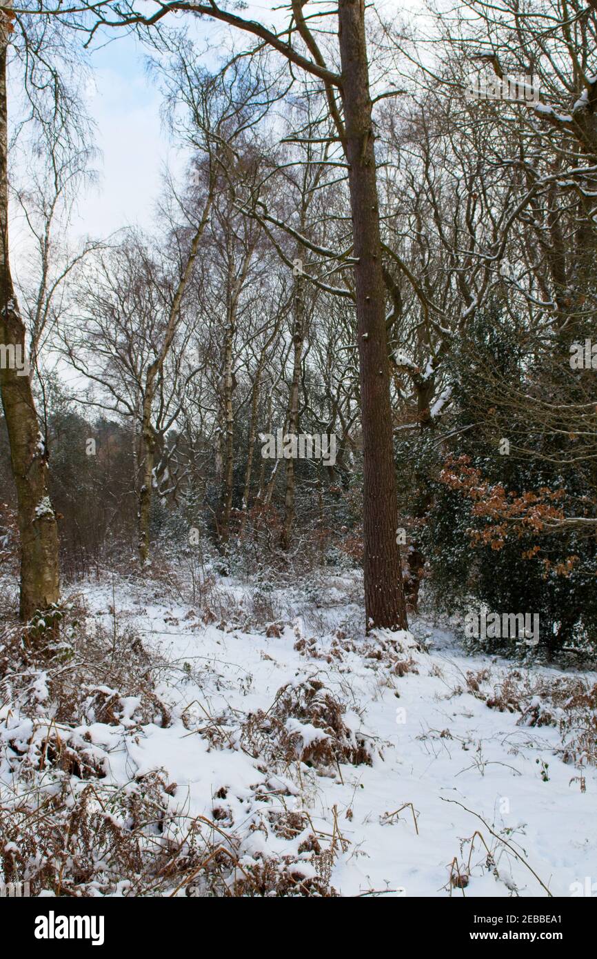 Snow lies on the ground in a winter woodland outdoor landscape scene