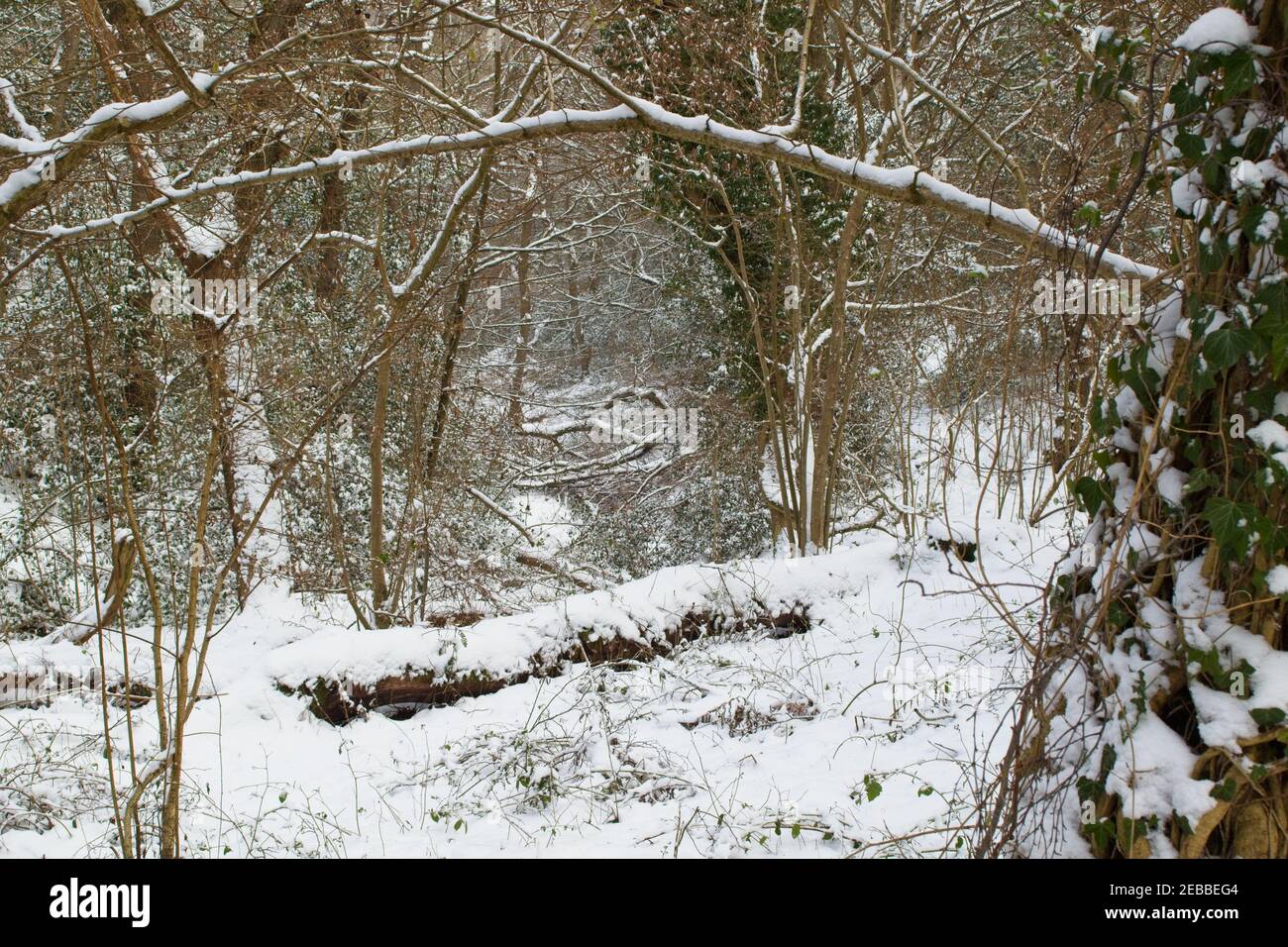 Snow lies on the ground in a winter woodland outdoor landscape scene