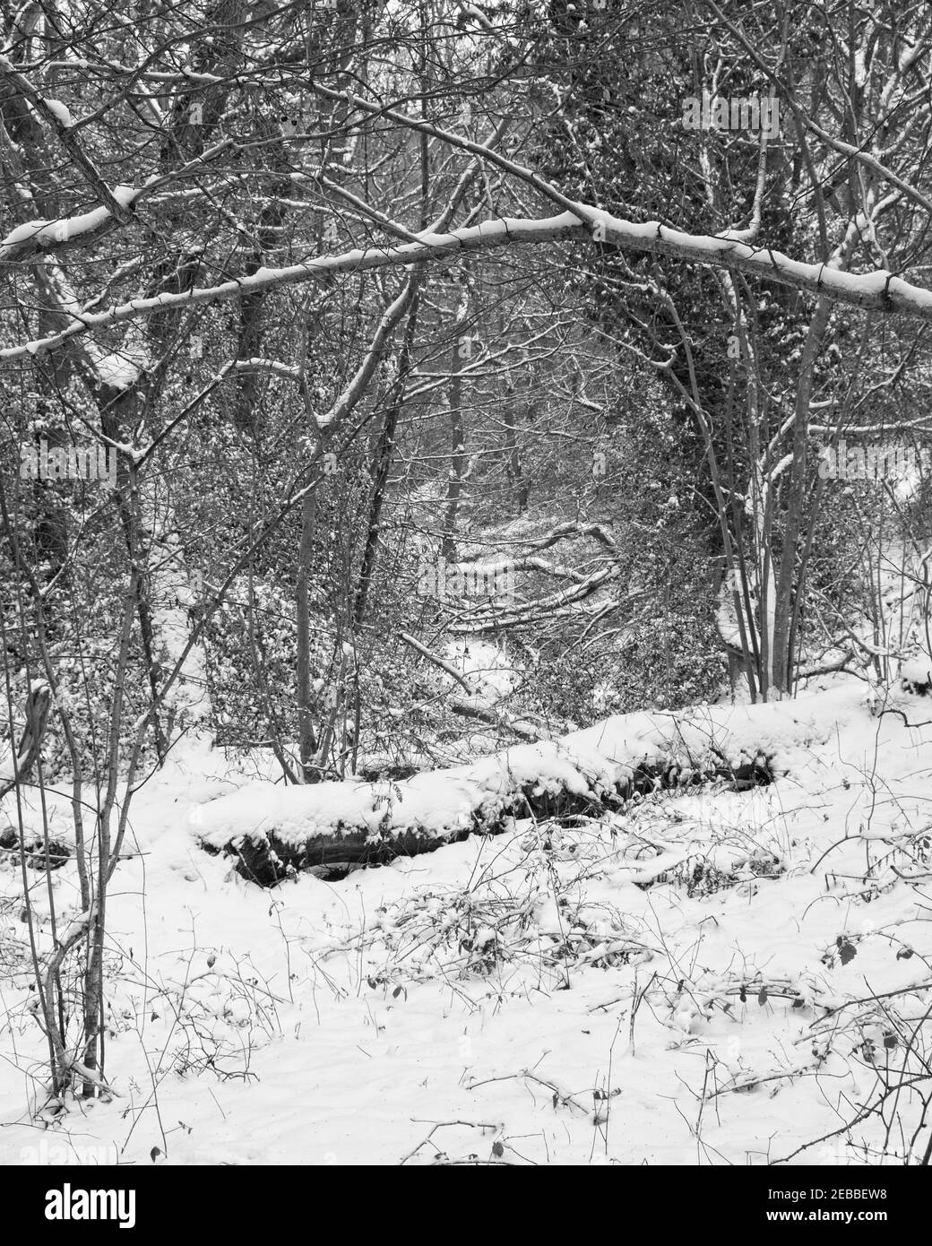 Snow lies on the ground in a winter woodland outdoor landscape scene