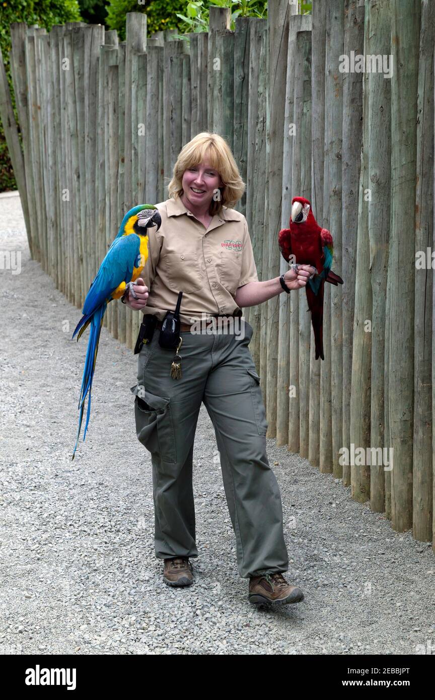 A smiling female keeper carrying two parrots to an animal encounter at Cougar Mountain Zoo, Stock Photo