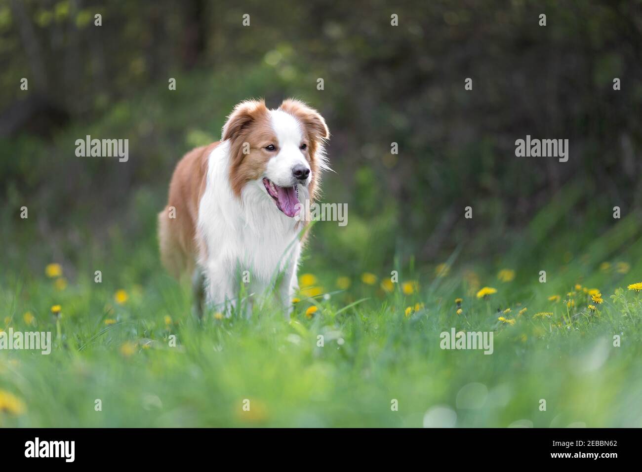 Adult Border Collie Dog Standing in a Meadow Stock Image - Image of collie,  grass: 133920371