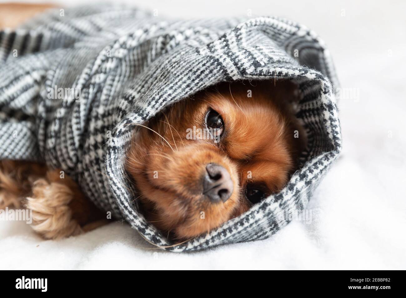 Dog wrapped in a warm scarf like burrito Stock Photo