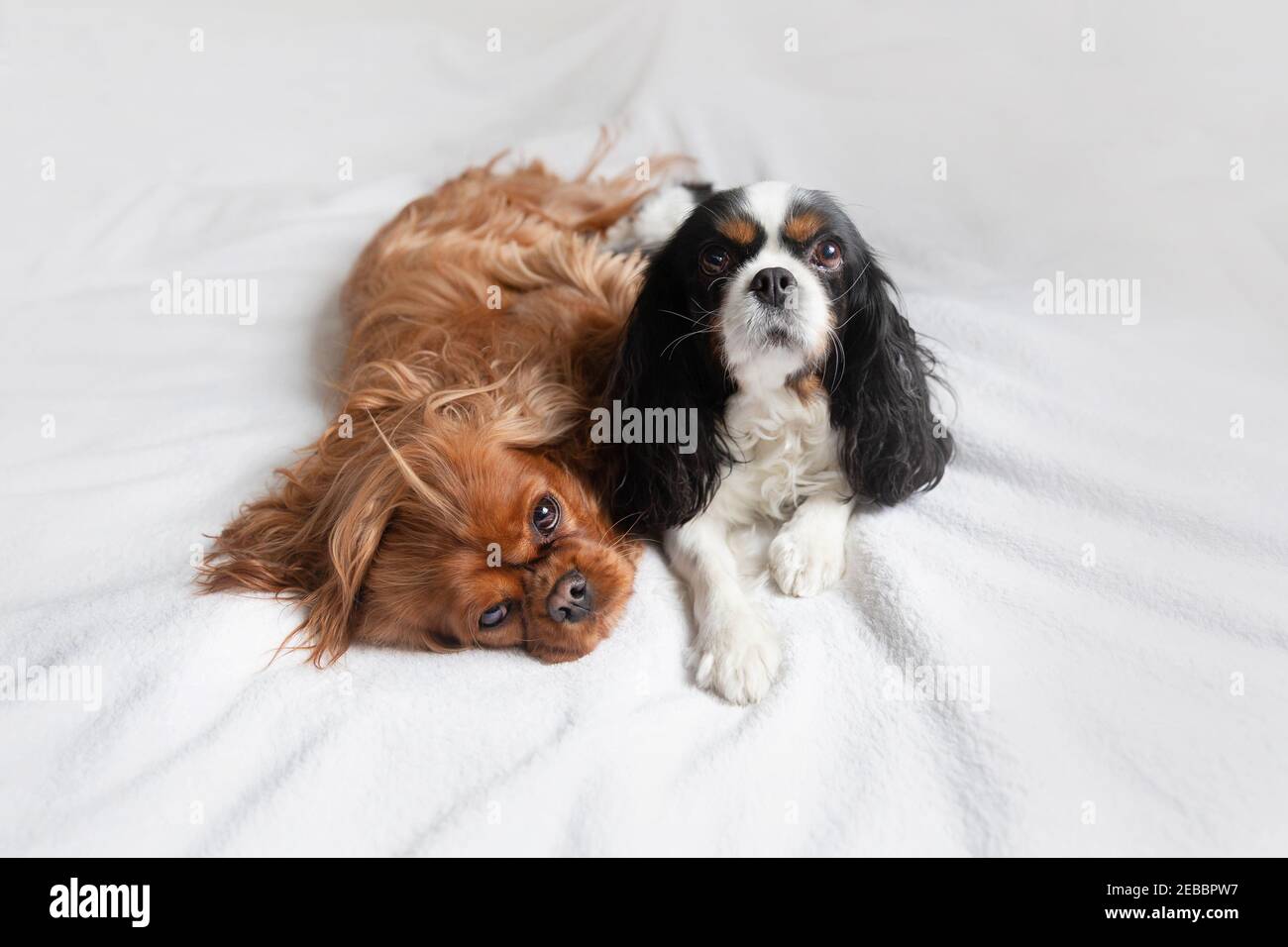 Cute dogs, cavalier spaniels relaxing together on bed Stock Photo