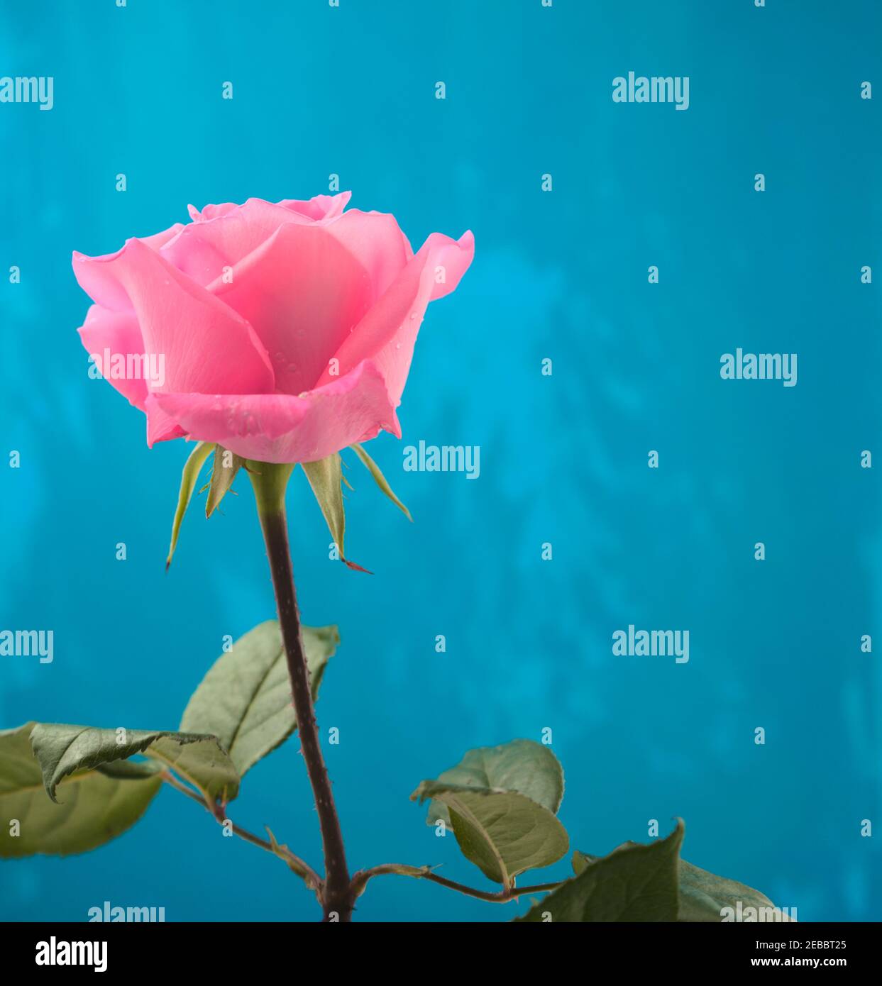 Blooming pink rose hi-res stock photography and images - Alamy