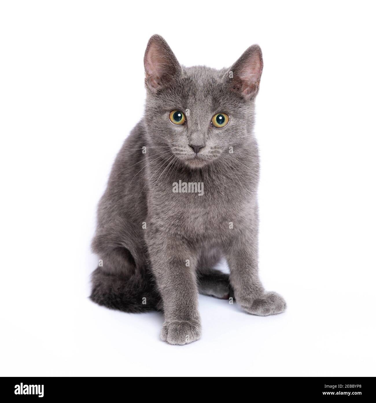 Beautiful gray kitten isolated on white background Stock Photo