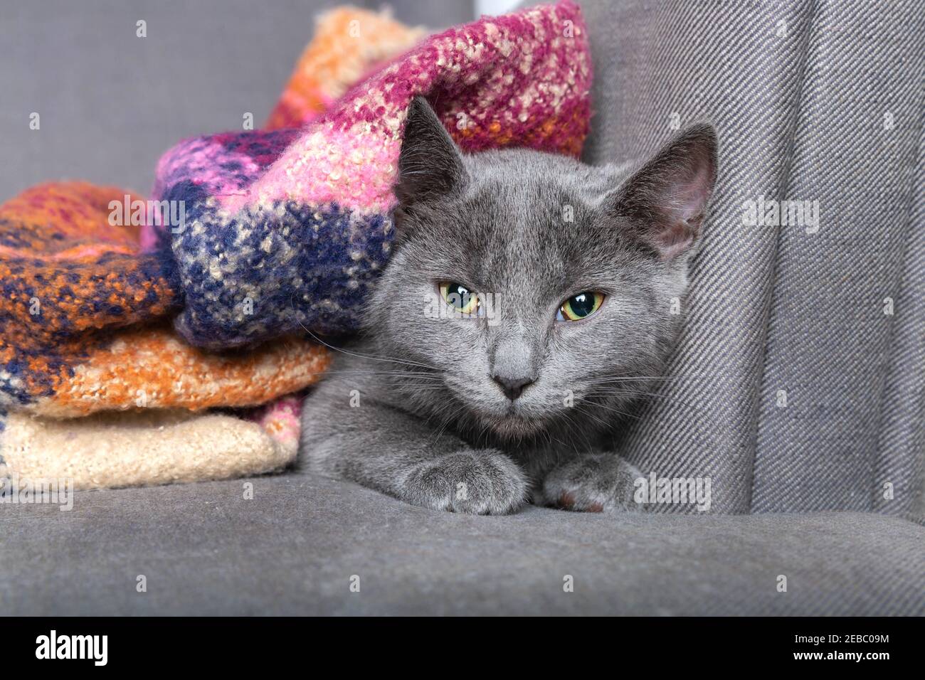 Beautiful gray playful kitten sitting under the blanket Stock Photo