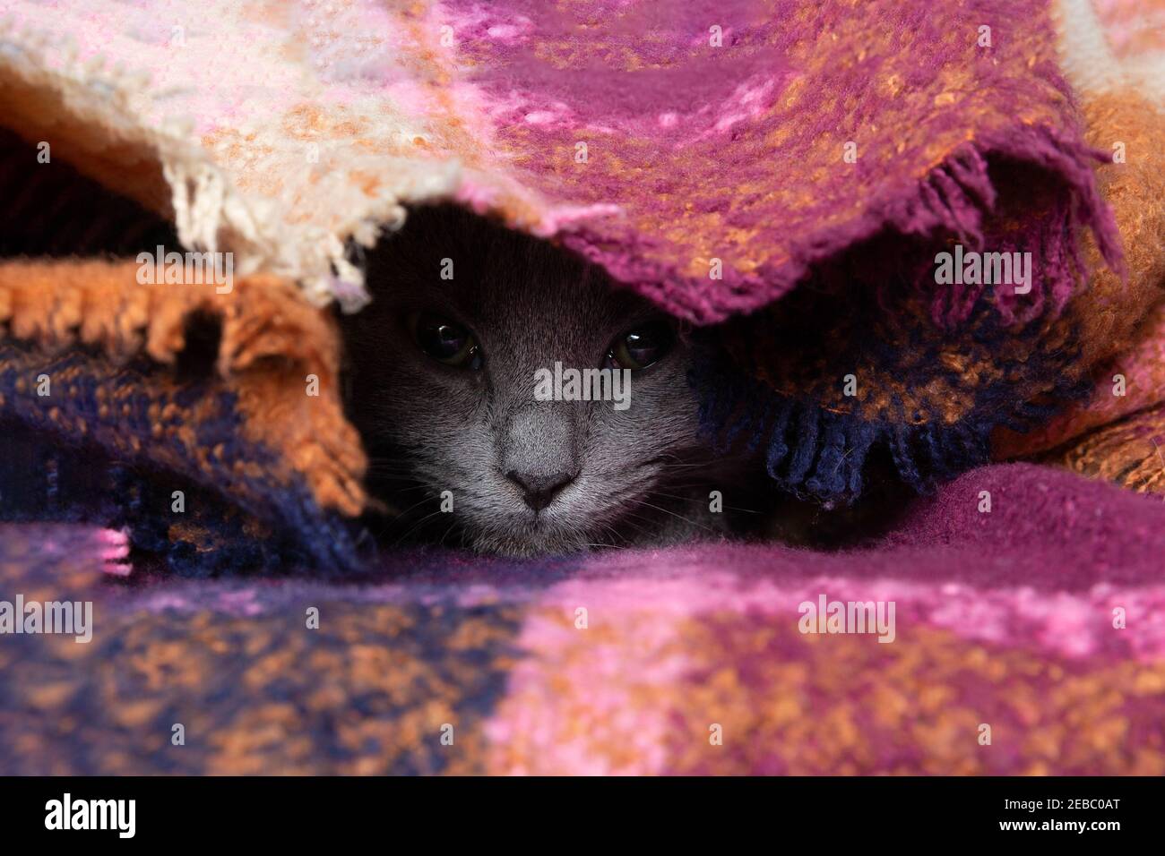 Beautiful gray playful kitten hiding under the blanket Stock Photo
