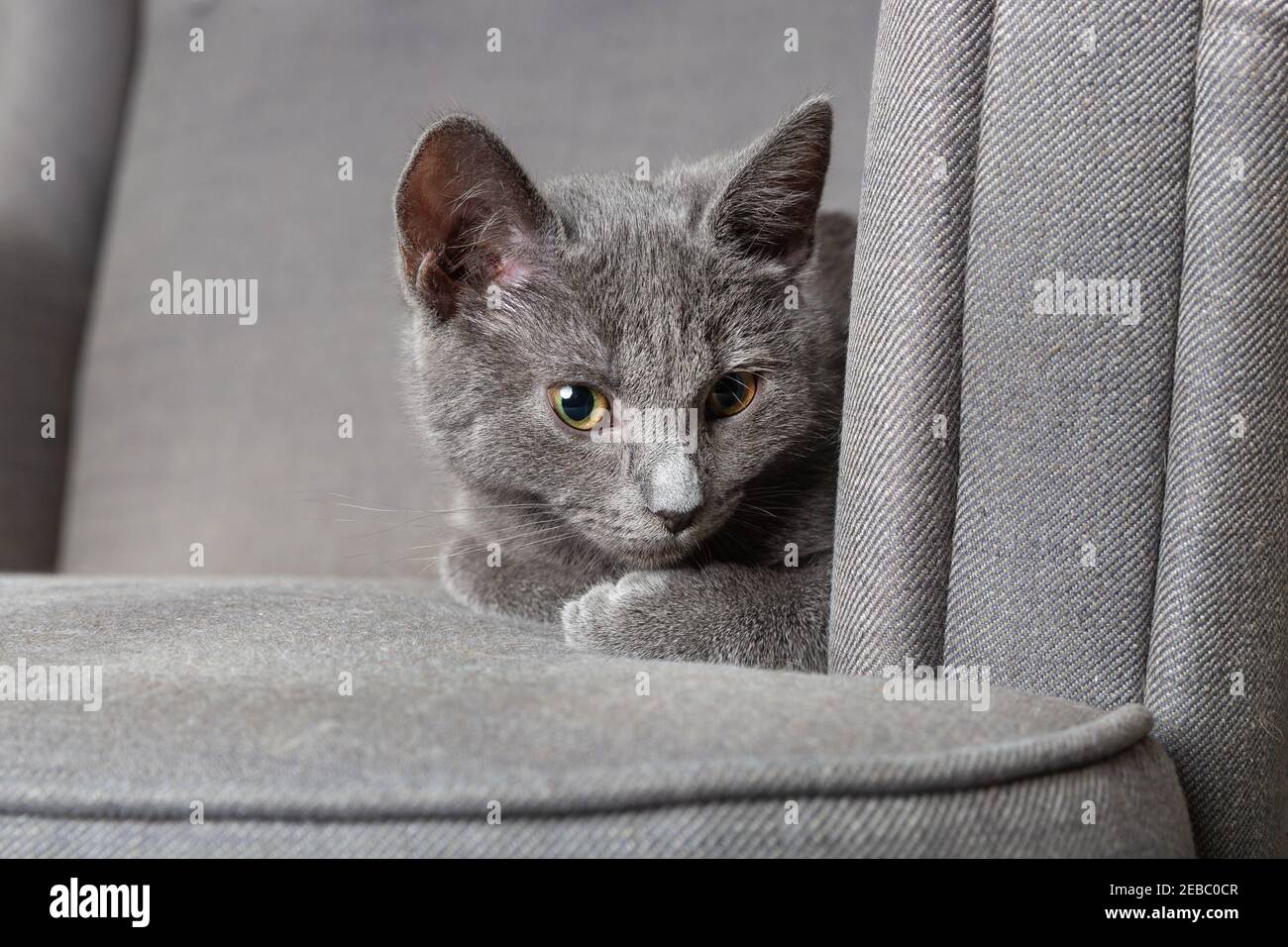 Beautiful young gray kitten on the armchair Stock Photo
