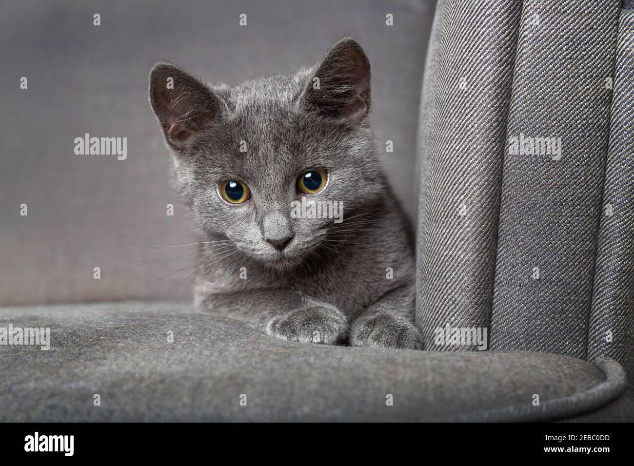 Beautiful gray playful kitten on the armchair Stock Photo