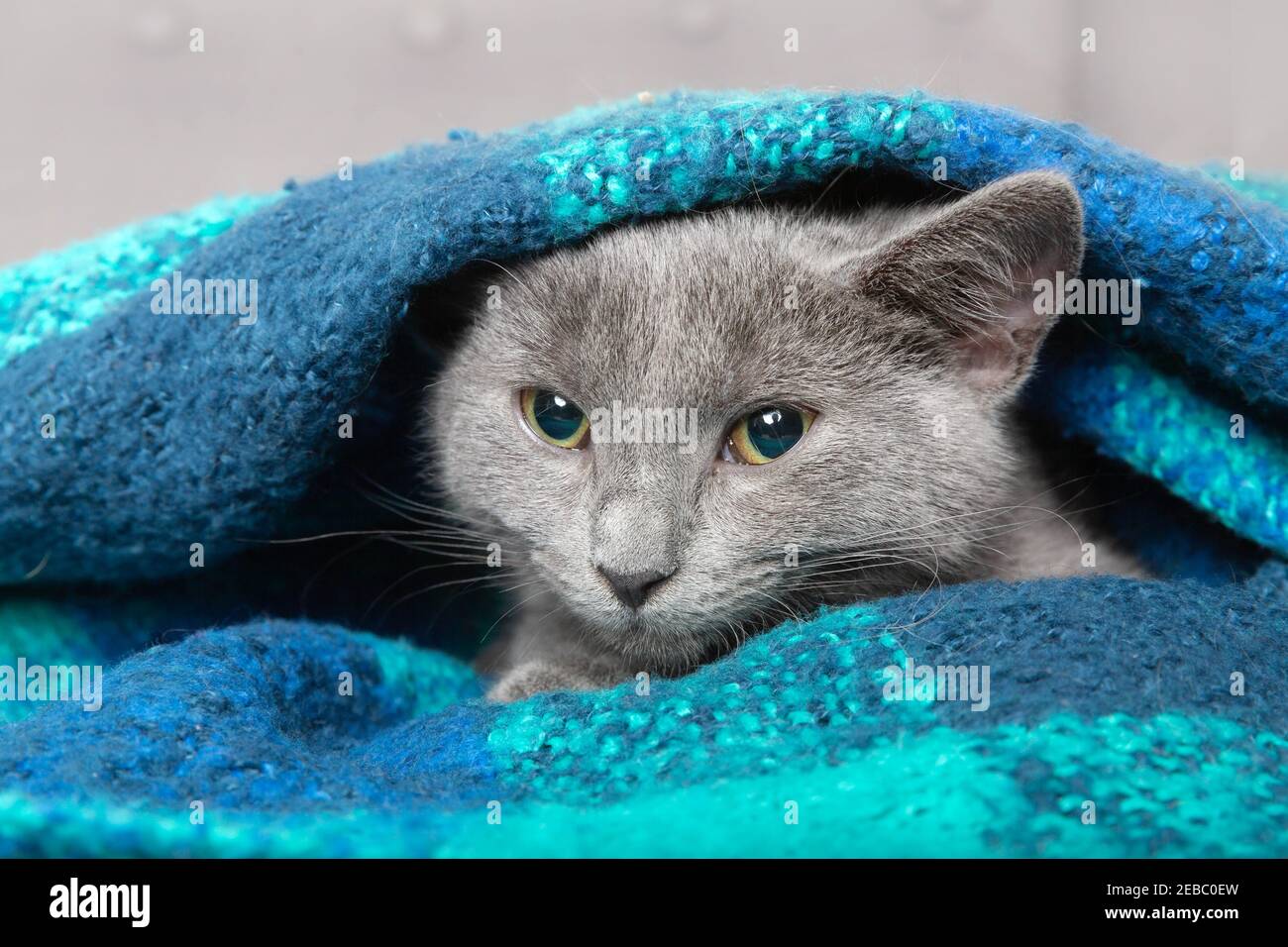 Beautiful gray kitten under the blanket Stock Photo