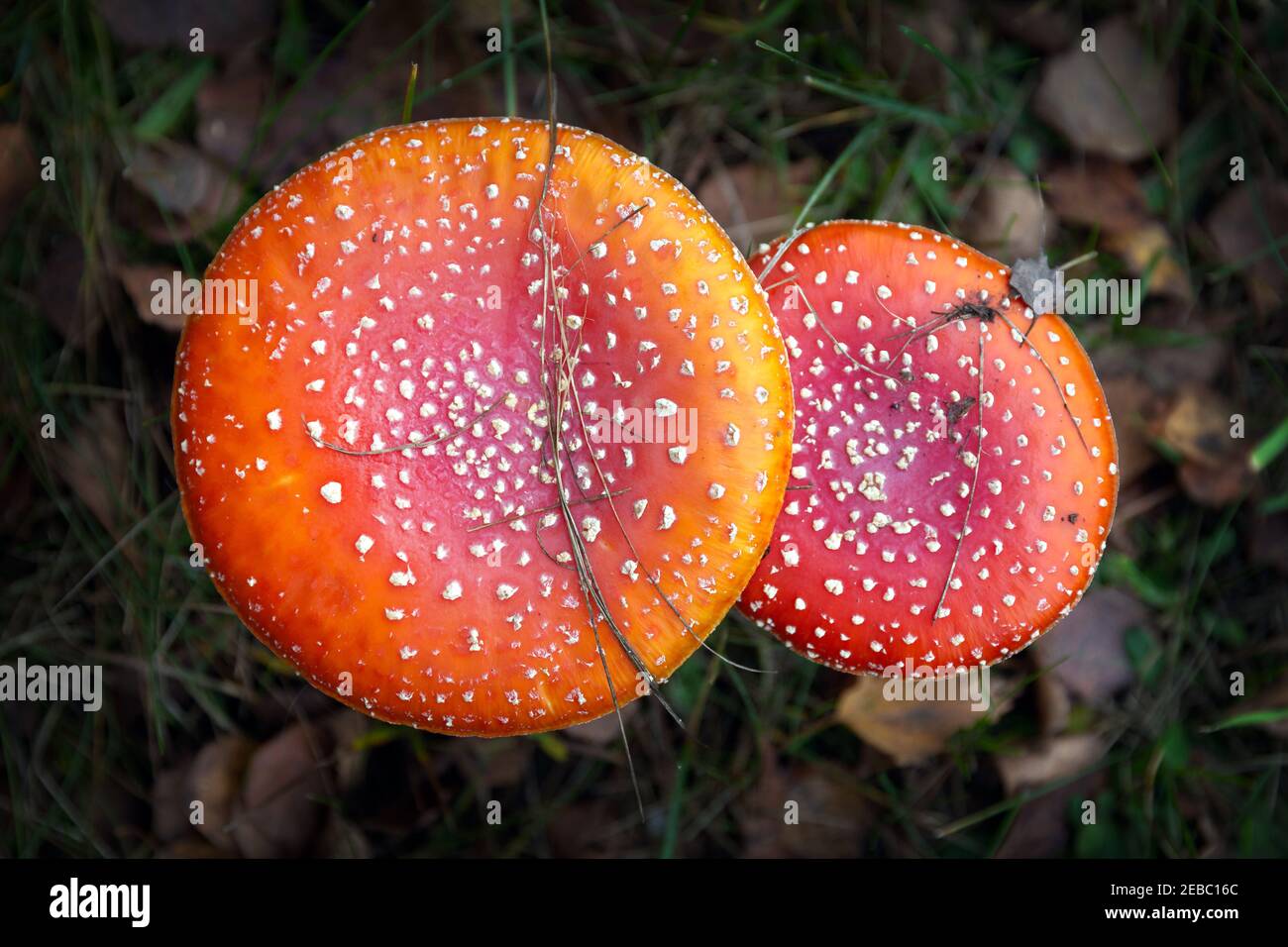 Poisonous red toadstool in the forest, Amanita Muscaria, fly agaric mushroom Stock Photo