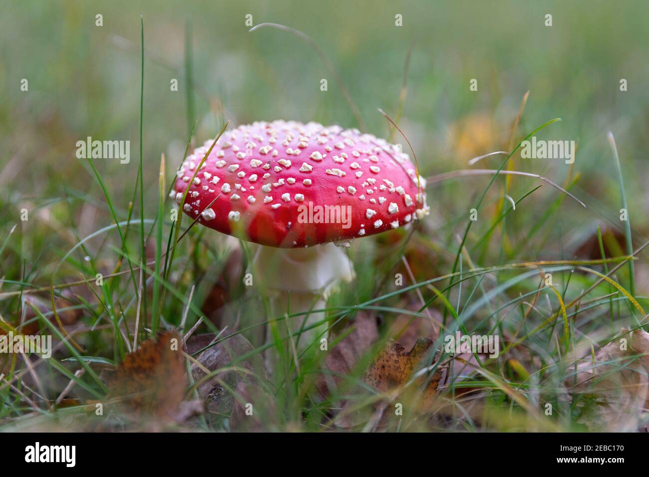 Poisonous red toadstool in the forest, Amanita Muscaria, fly agaric mushroom Stock Photo