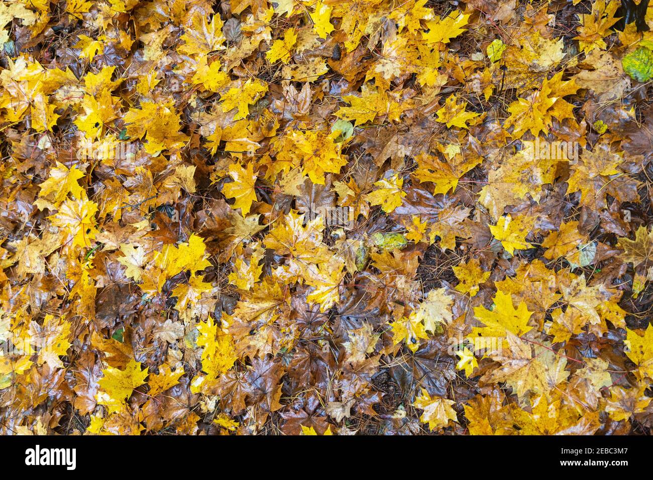 Plenty of wet yellow fallen leaves as a background Stock Photo - Alamy