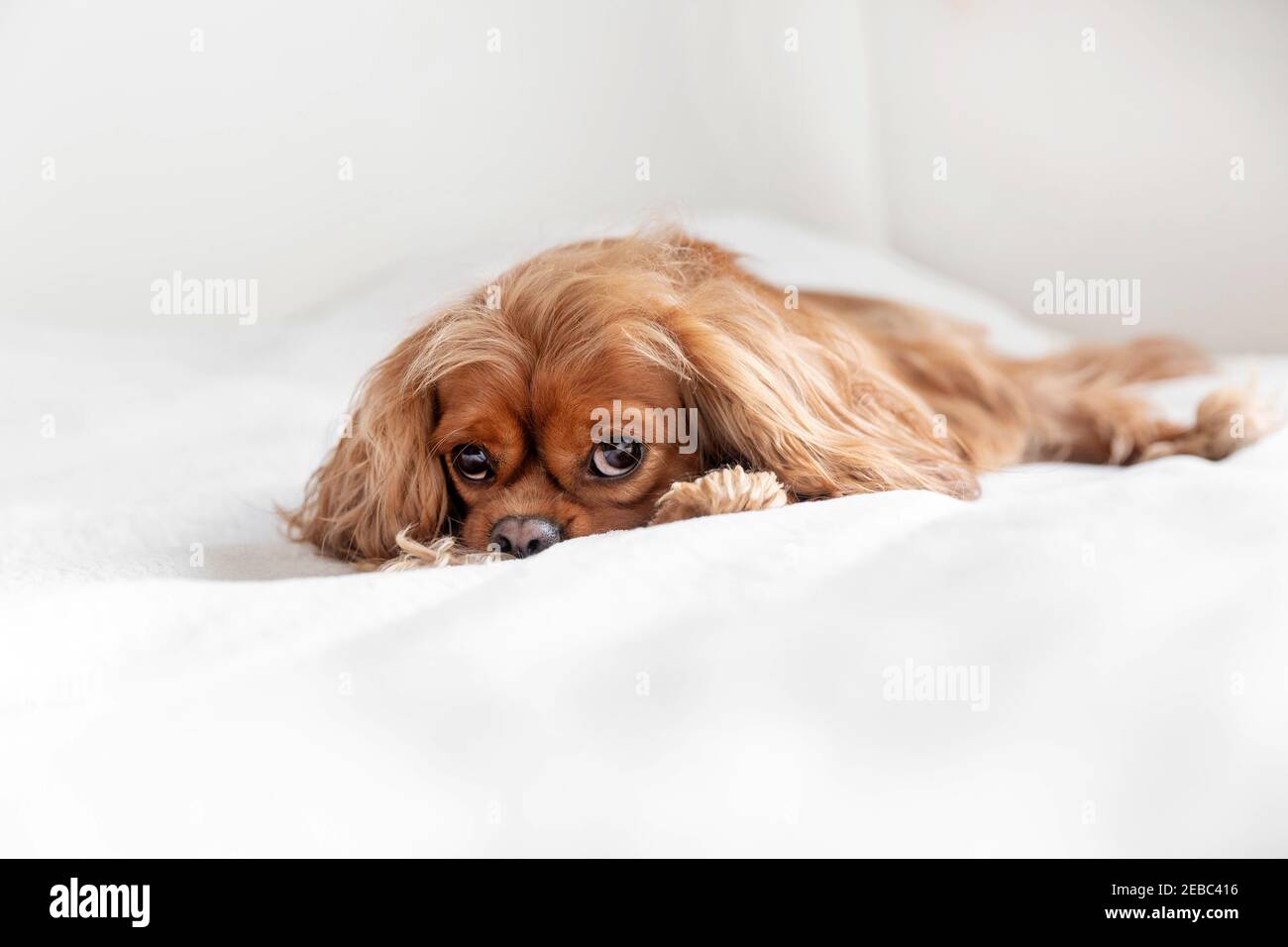 Portrait of a cute happy dog relaxing on the white blanket Stock Photo