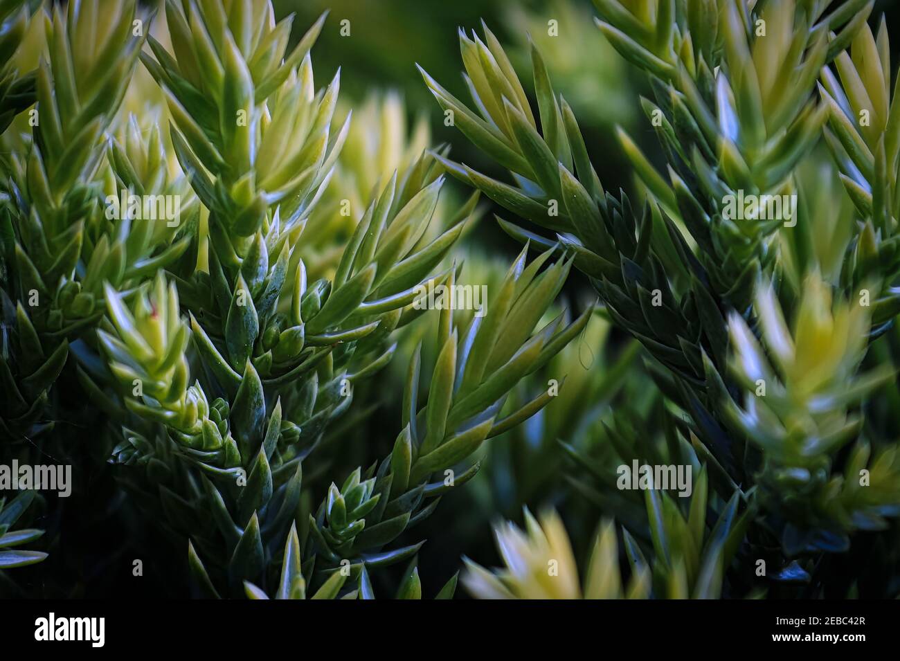 Macro of yellow new growth tips on a Holger Juniper Stock Photo