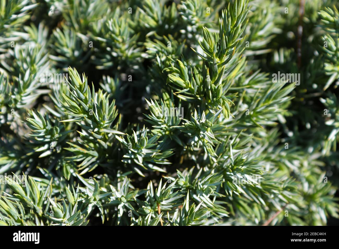 Dense foliage of branch tips on a Blue Star Juniper Stock Photo