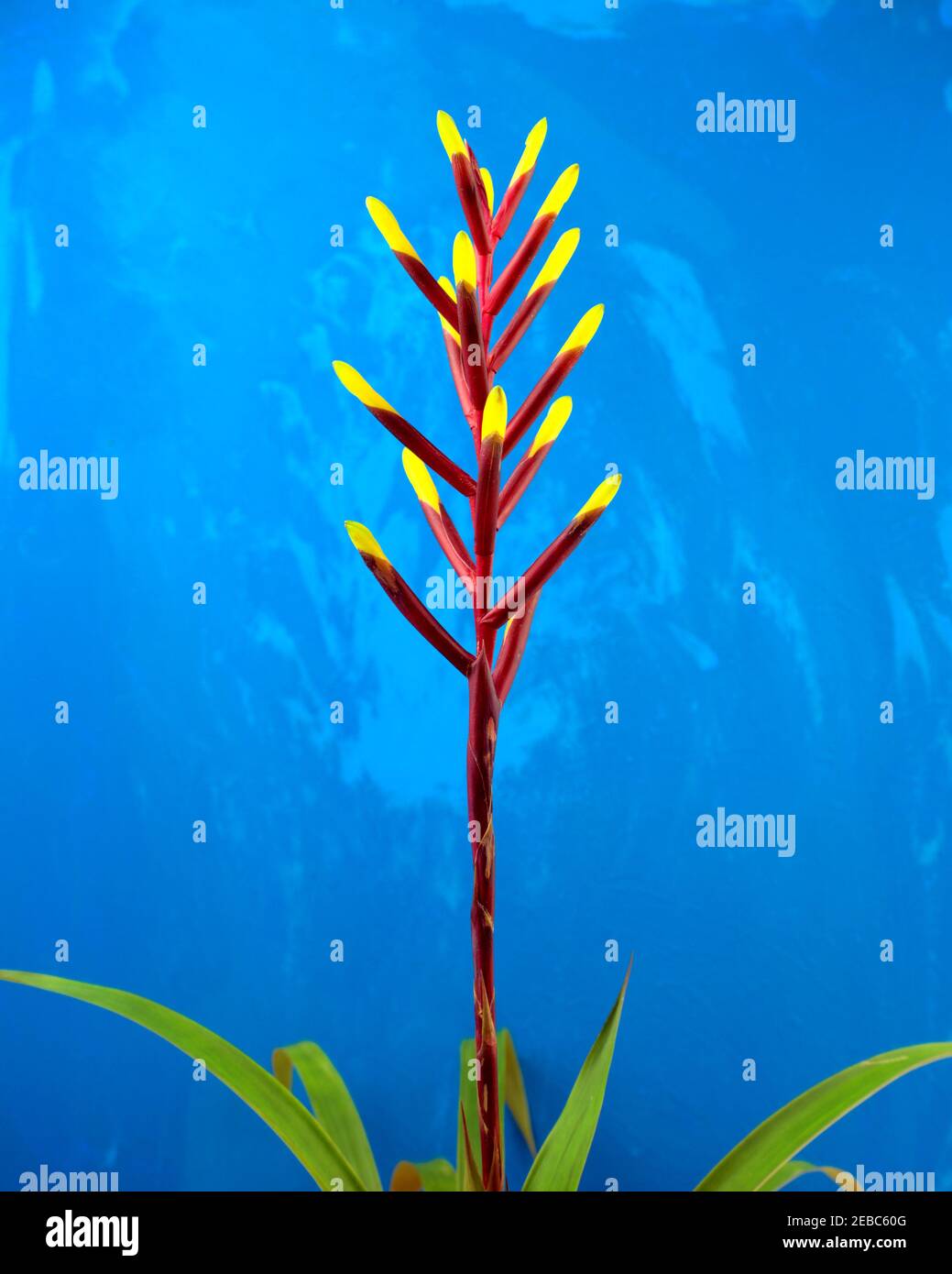 Bromeliads, Bromeliaceae, Aechmea. Vibrant tropical plant with dark magenta stem, branch and yellow petals. Isolated on blue grunge background. Stock Photo