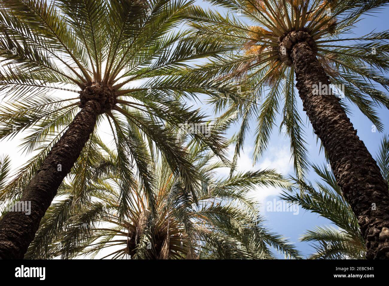 Backlit palm fronds under a blue sky Stock Photo