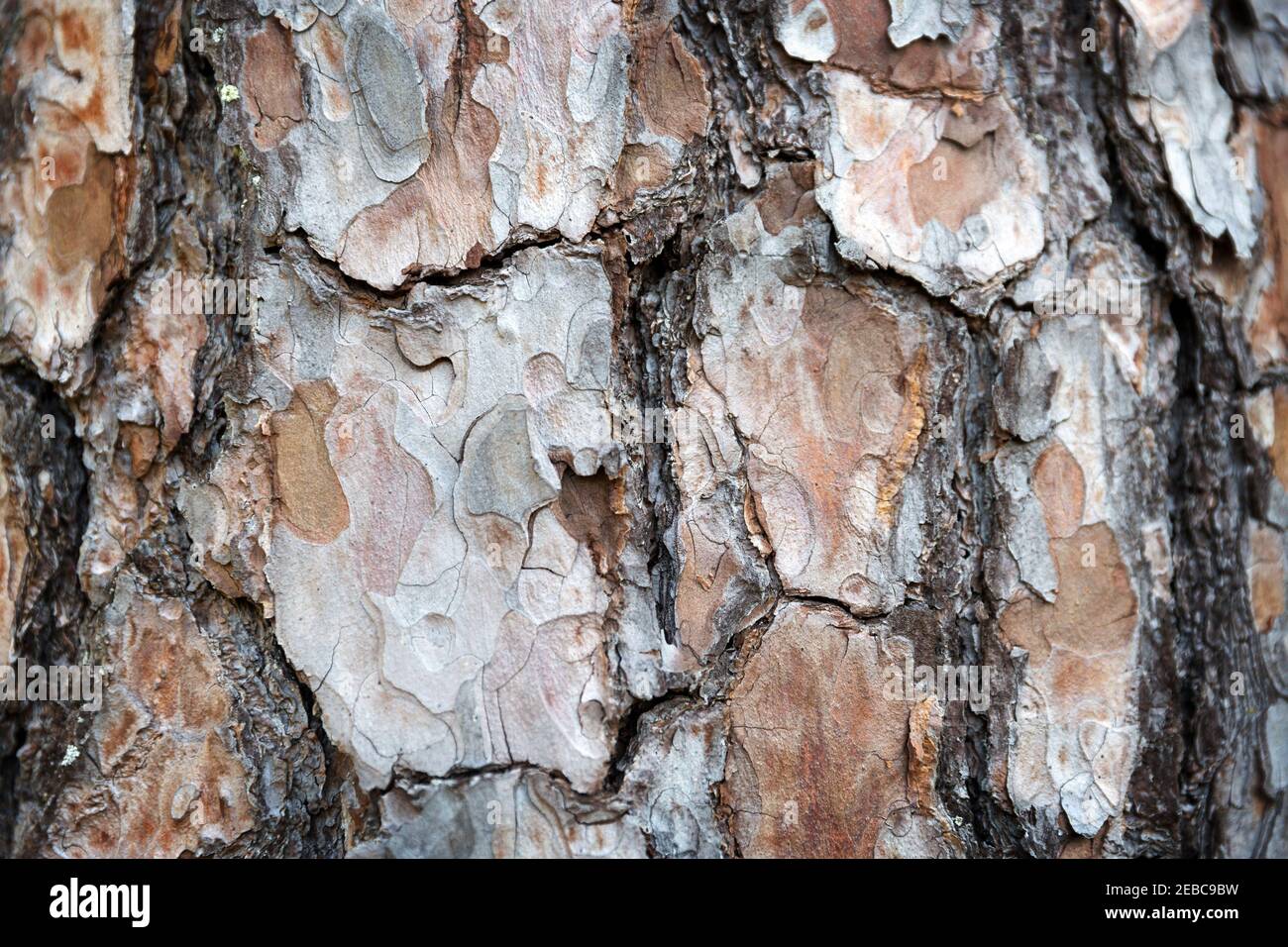 Closeup of pine bark, tree trunk detail, natural background Stock Photo