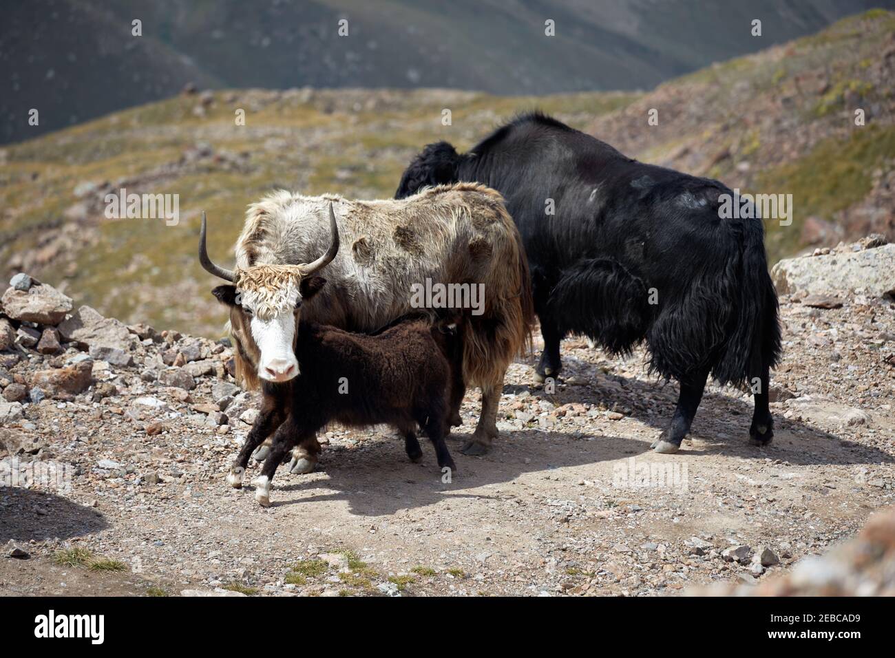 Herd of Yaks on the road in the mountain valley of Tien Shan in Kazakhstan, Central Asia Stock Photo