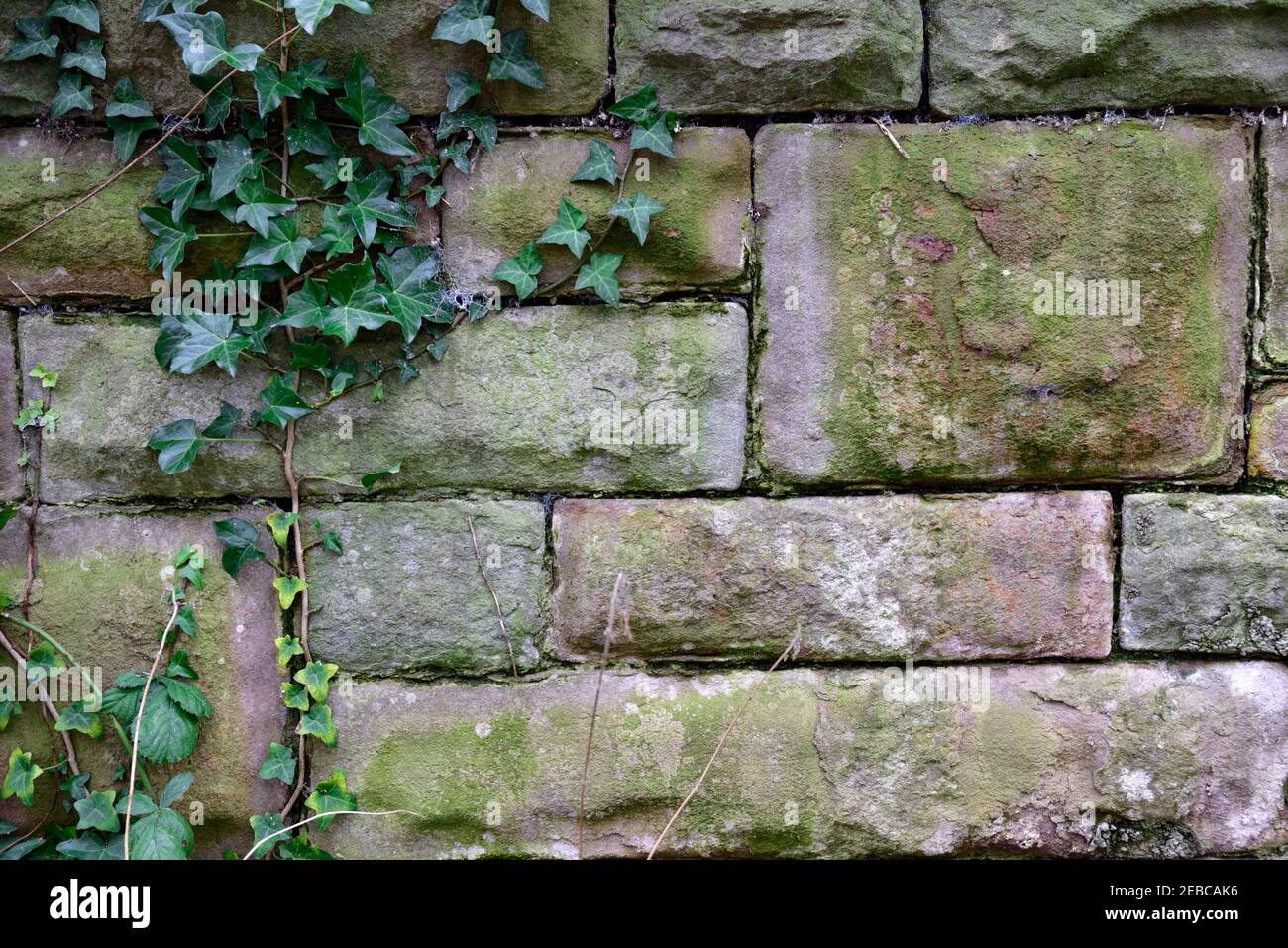 Ivy plant growing up on old stone wall Stock Photo
