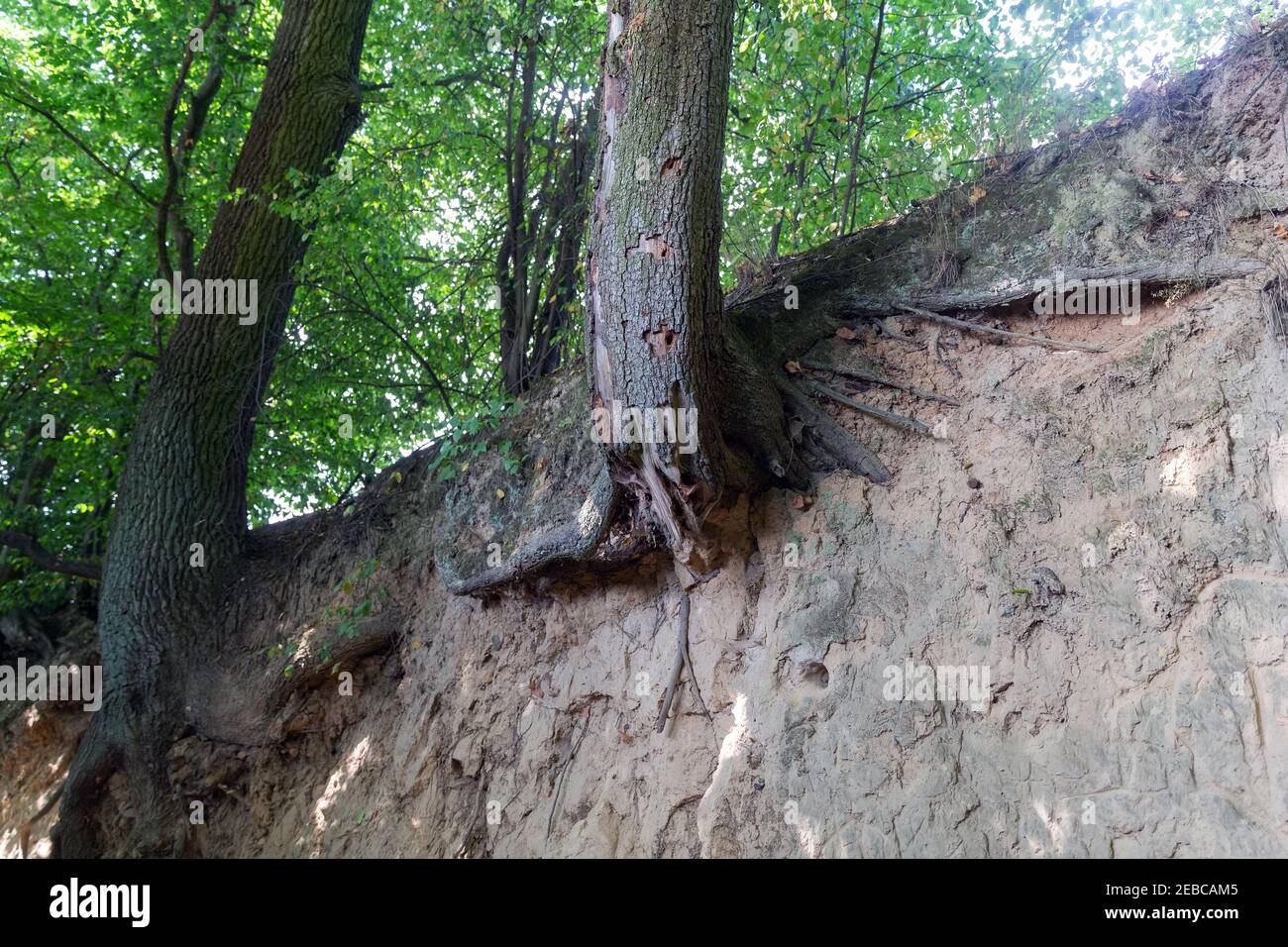 Loess ravine in the city of Kazimierz Dolny, Poland. Fantastic forms of trees and their roots that grow on the slopes Stock Photo