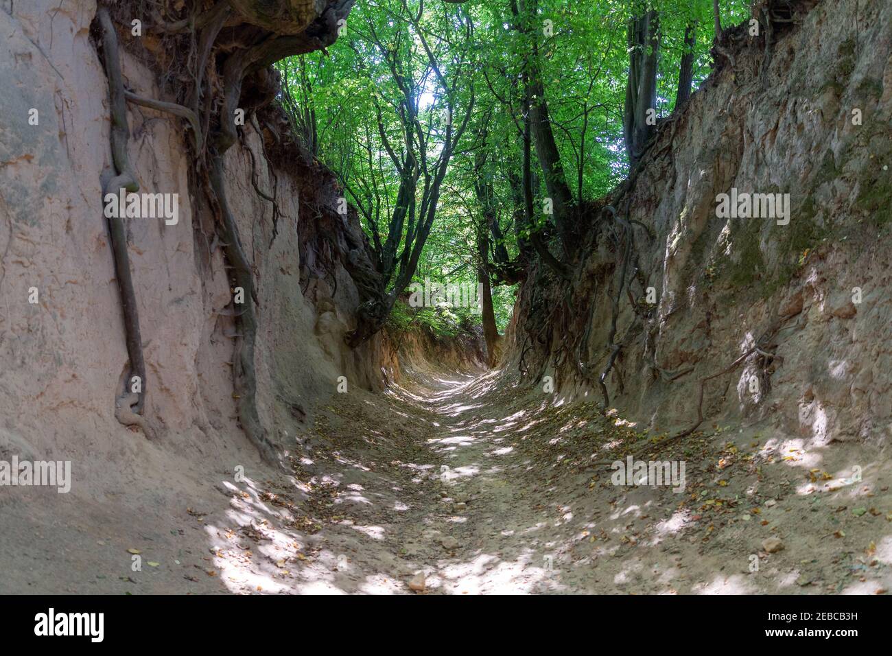 Loess ravine "Korzeniowy Dół" in the city of Kazimierz Dolny, Poland. Fantastic forms of trees and their roots that grow on the slopes Stock Photo
