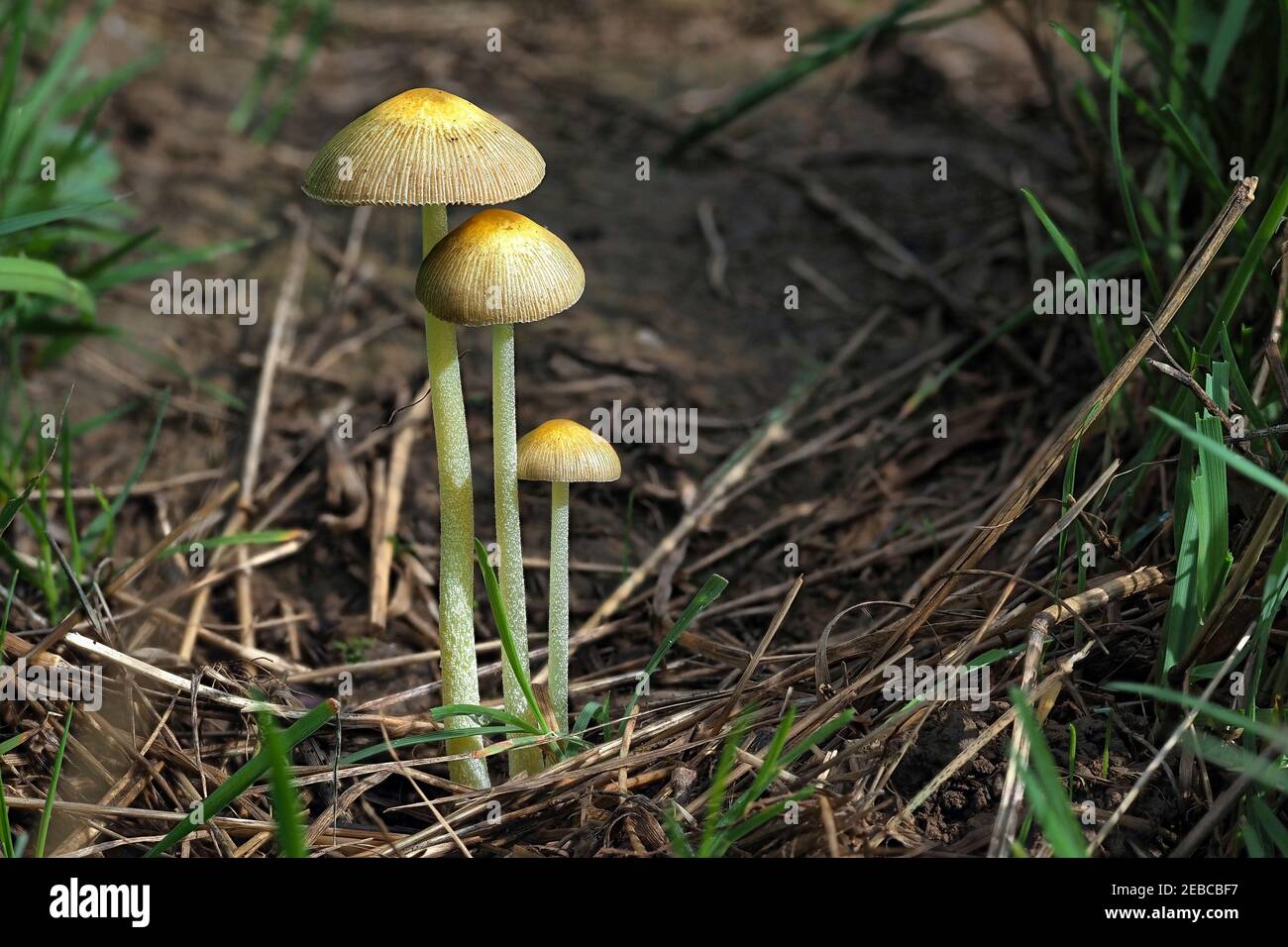 Bolbitius titubans, is a widespread species of inedible mushroom found in America and Europe. , an intresting photo Stock Photo