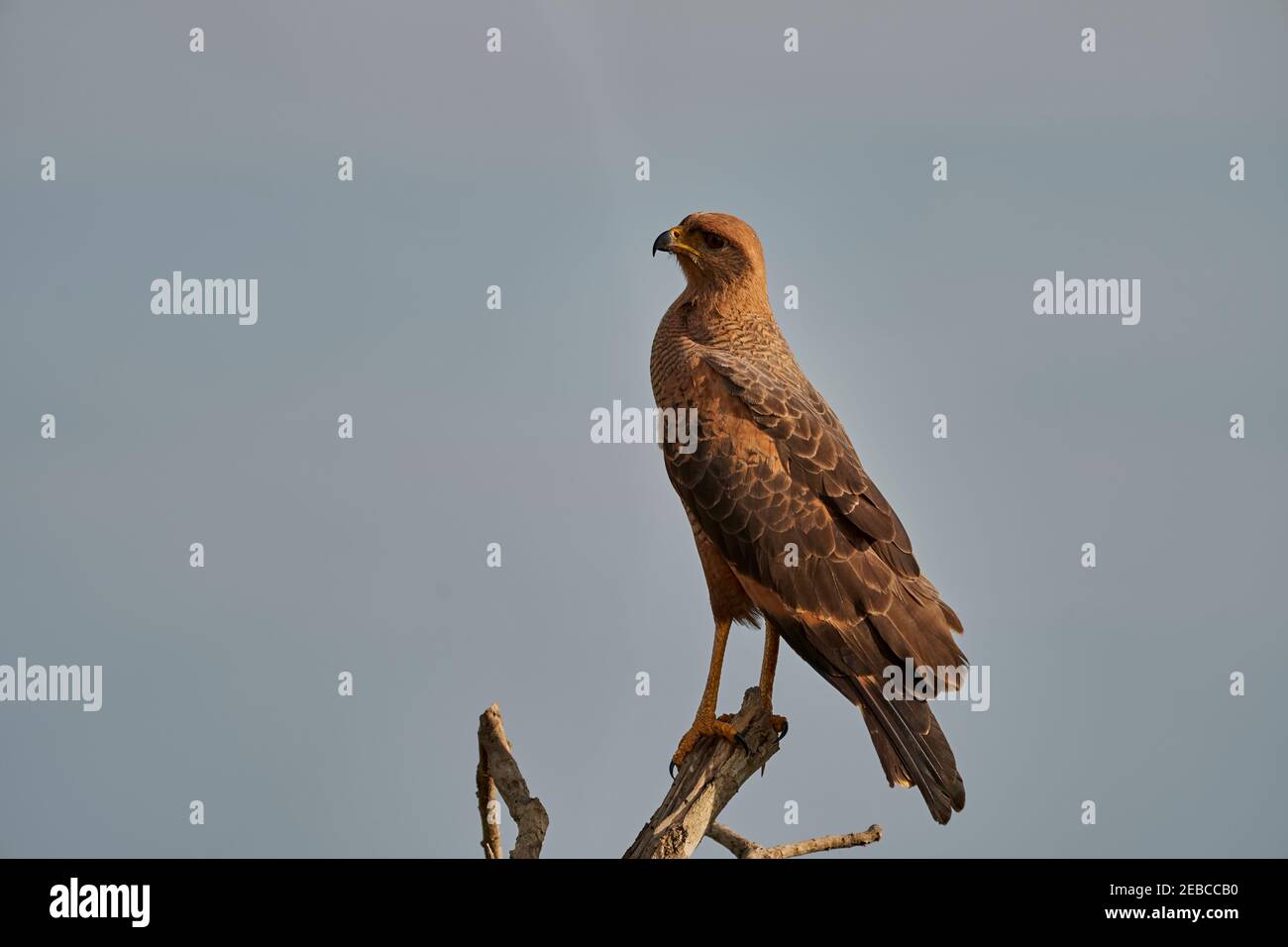 Exotic birds of the Pantanal. Beautiful bird of prey in a tree along the  Transpantaneira in the wetlands of the Pantanal swamp, Brazil, South  America Stock Photo - Alamy, image size:1300x956