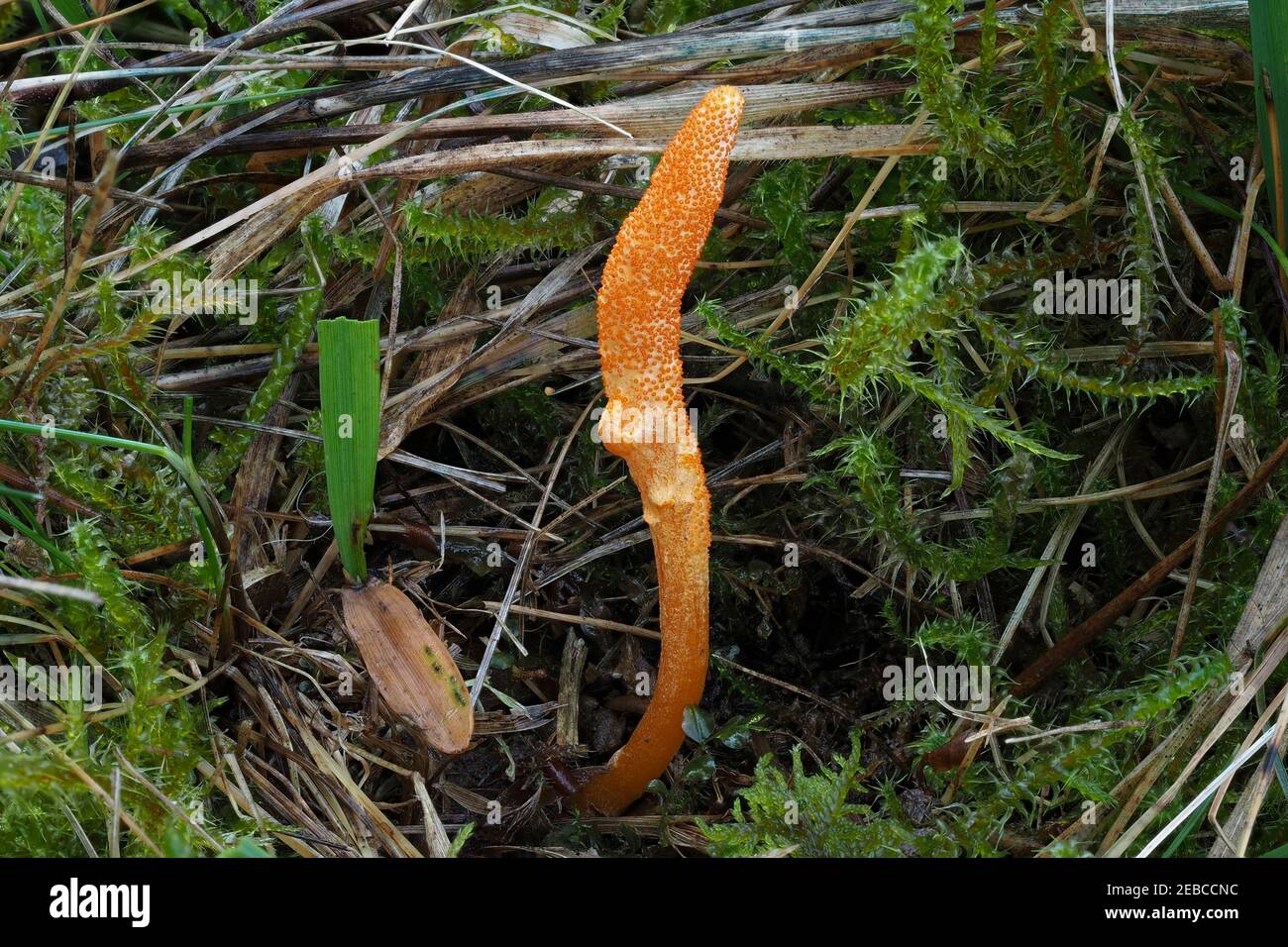 The Scarlet Caterpillarclub (Cordyceps militaris) is an edible mushroom , an intresting photo Stock Photo
