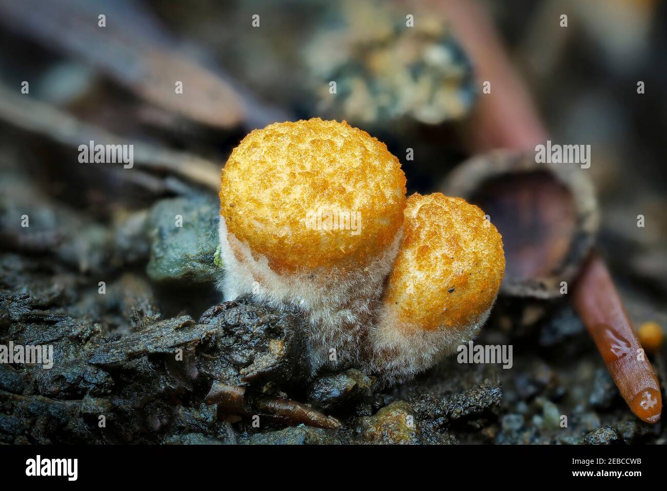 Crucibulum is a genus in the Nidulariaceae, a family of fungi whose fruiting bodies resemble tiny egg-filled birds nests. , an intresting photo Stock Photo