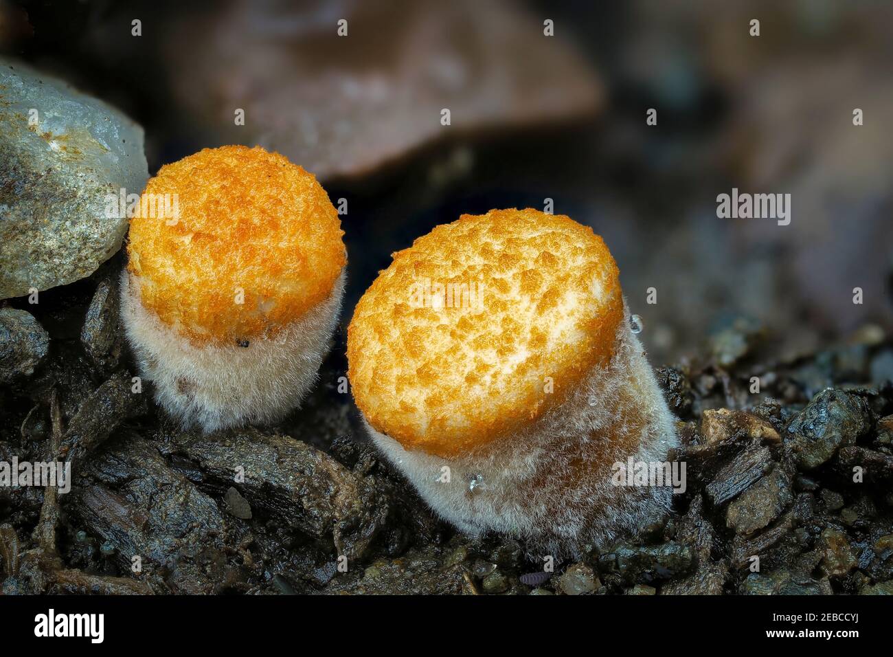 Crucibulum is a genus in the Nidulariaceae, a family of fungi whose fruiting bodies resemble tiny egg-filled birds nests. , an intresting photo Stock Photo