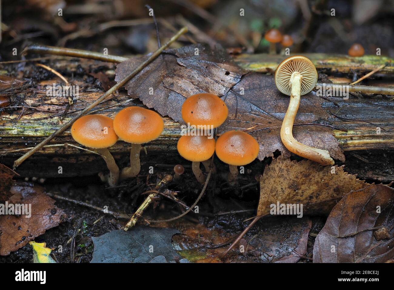 The Funeral Bell (Galerina marginata) is a deadly poisonous mushroom , an intresting photo Stock Photo