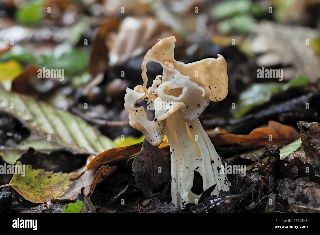 The White Saddle (Helvella crispa) is an edible mushroom , an intresting photo Stock Photo