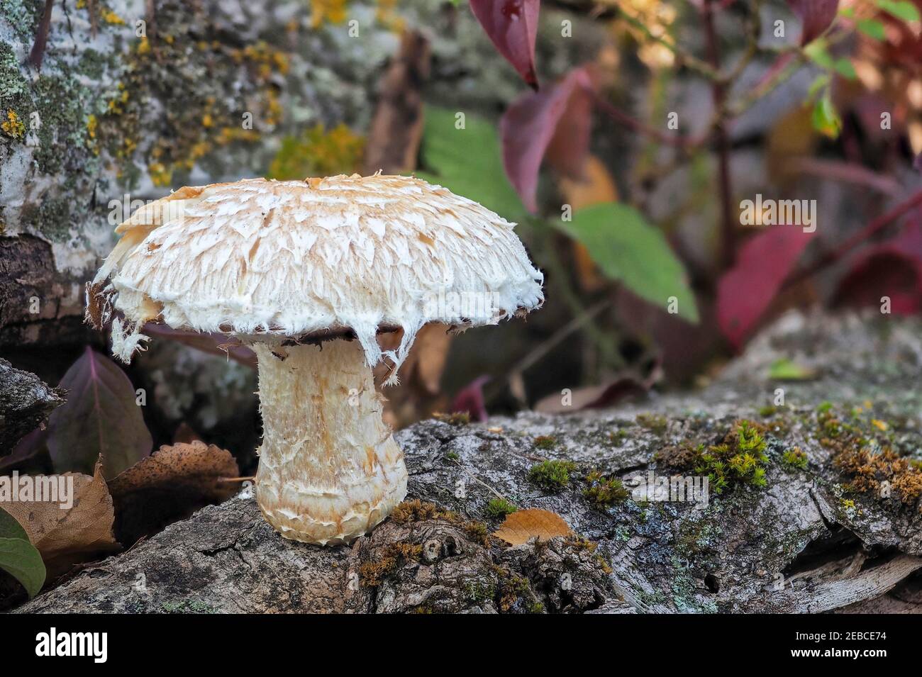 The Poplar Pholiota (Hemipholiota populnea) is an inedible mushroom , an intresting photo Stock Photo