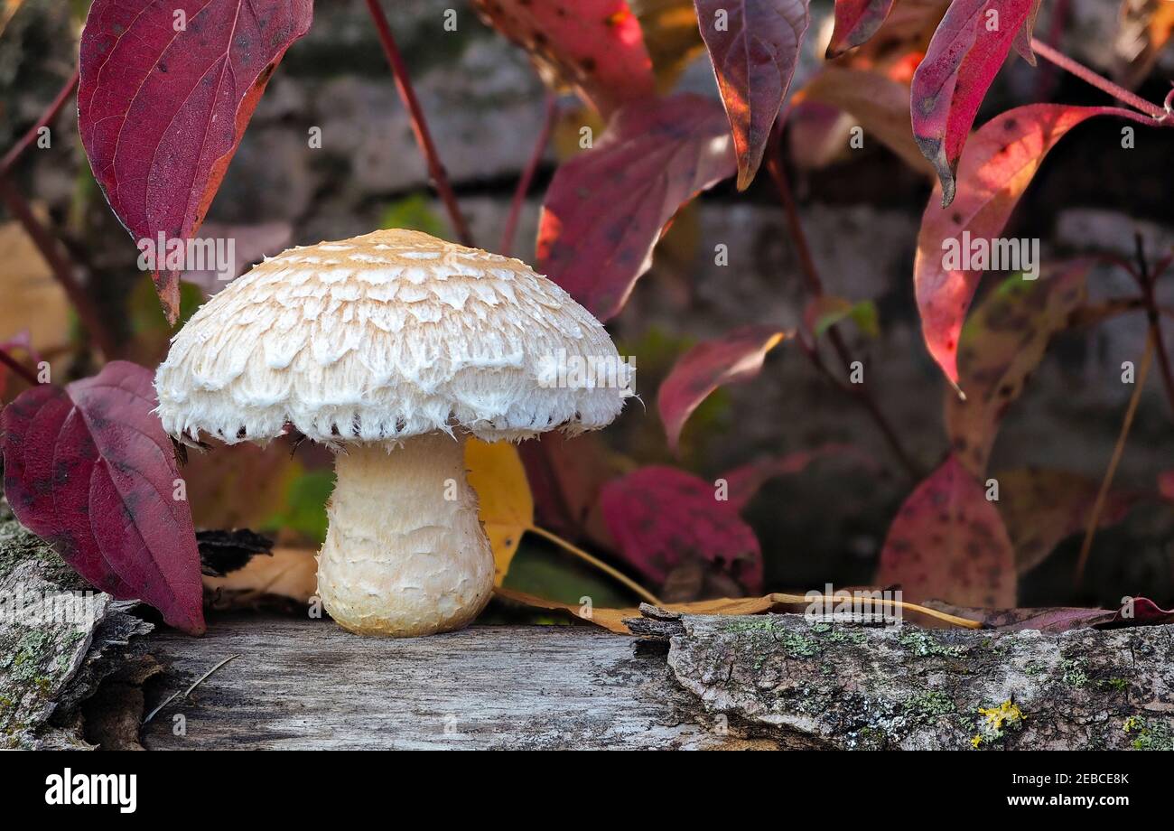 The Poplar Pholiota (Hemipholiota populnea) is an inedible mushroom , an intresting photo Stock Photo