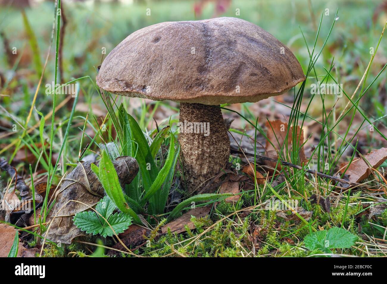 Leccinum scabrum, commonly known as the rough-stemmed bolete, scaber stalk, and birch bolete, is an edible mushroom in the family Boletaceae. , an int Stock Photo