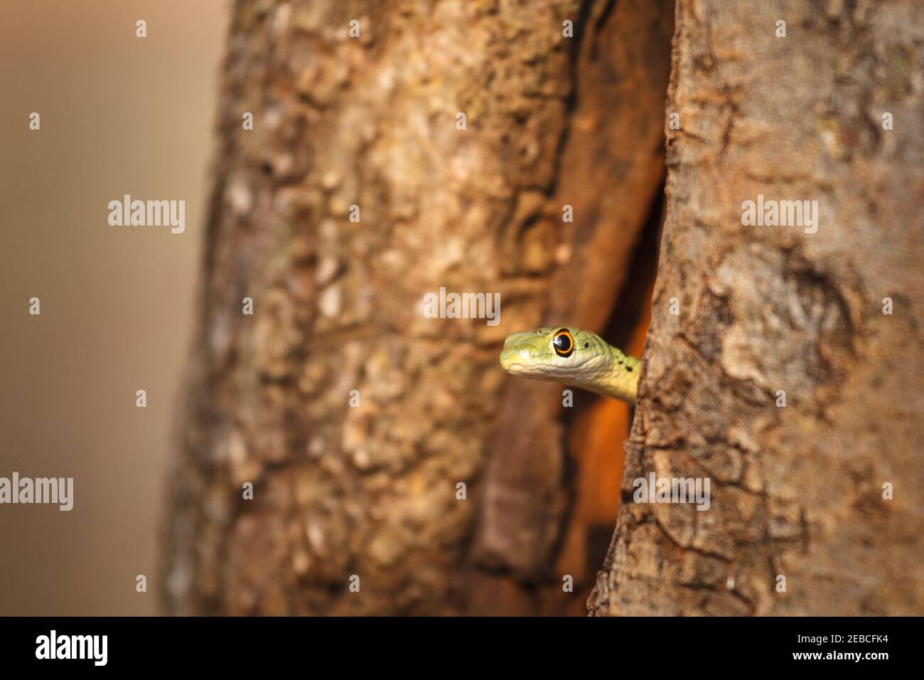 Spotted Bush Snake, Philothamnus semivariegatus, in hollow in trunk of Common Guarri, Euclea undulata, Bela-Bela, South Africa Stock Photo