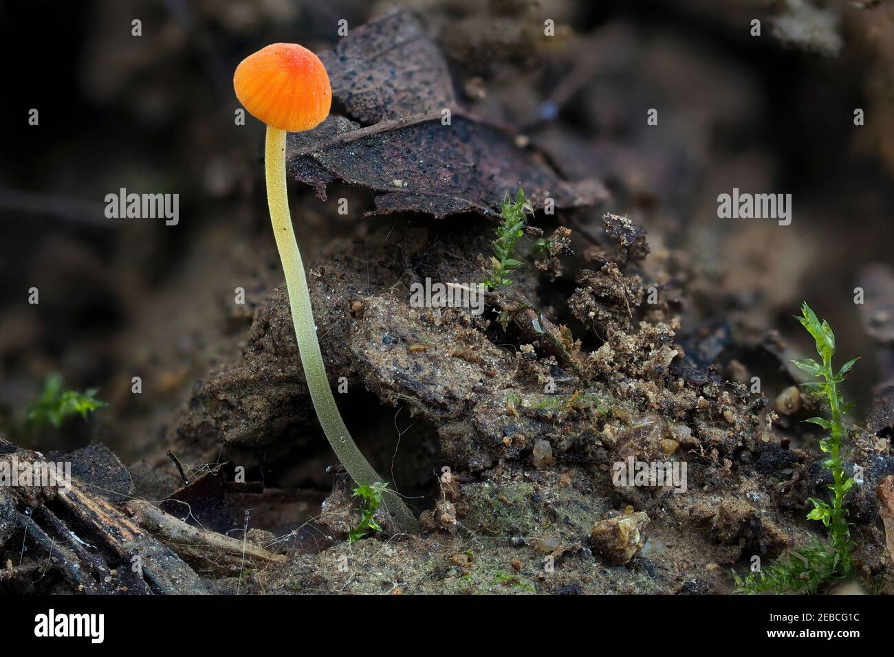 The Orange Bonnet (Mycena acicula) is an inedible mushroom , an intresting photo Stock Photo
