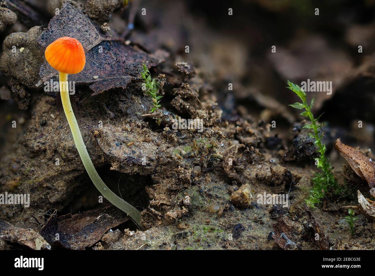 The Orange Bonnet (Mycena acicula) is an inedible mushroom , an intresting photo Stock Photo