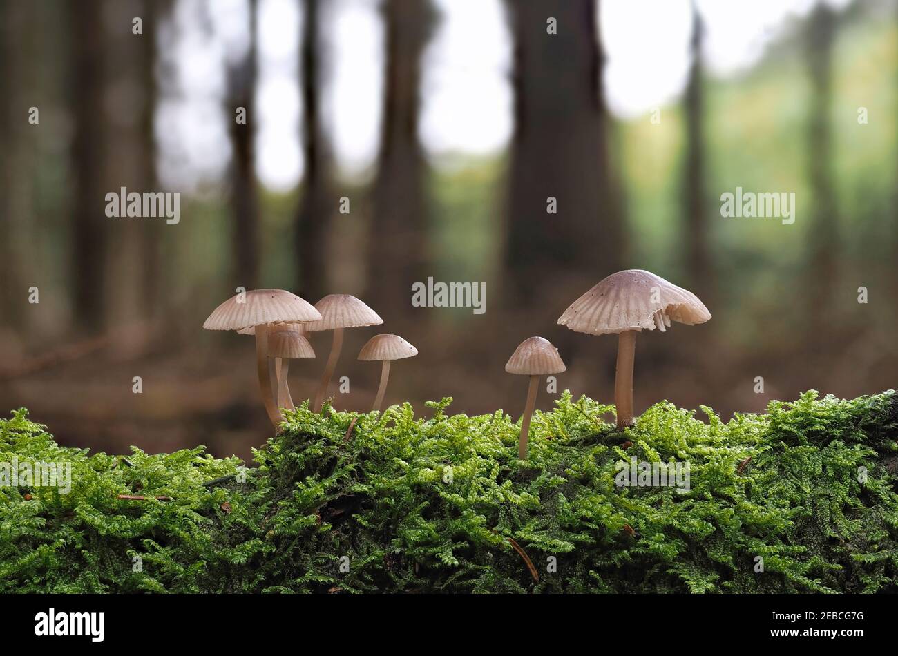 An indefinite fungus from the genus Mycena , an intresting photo Stock Photo