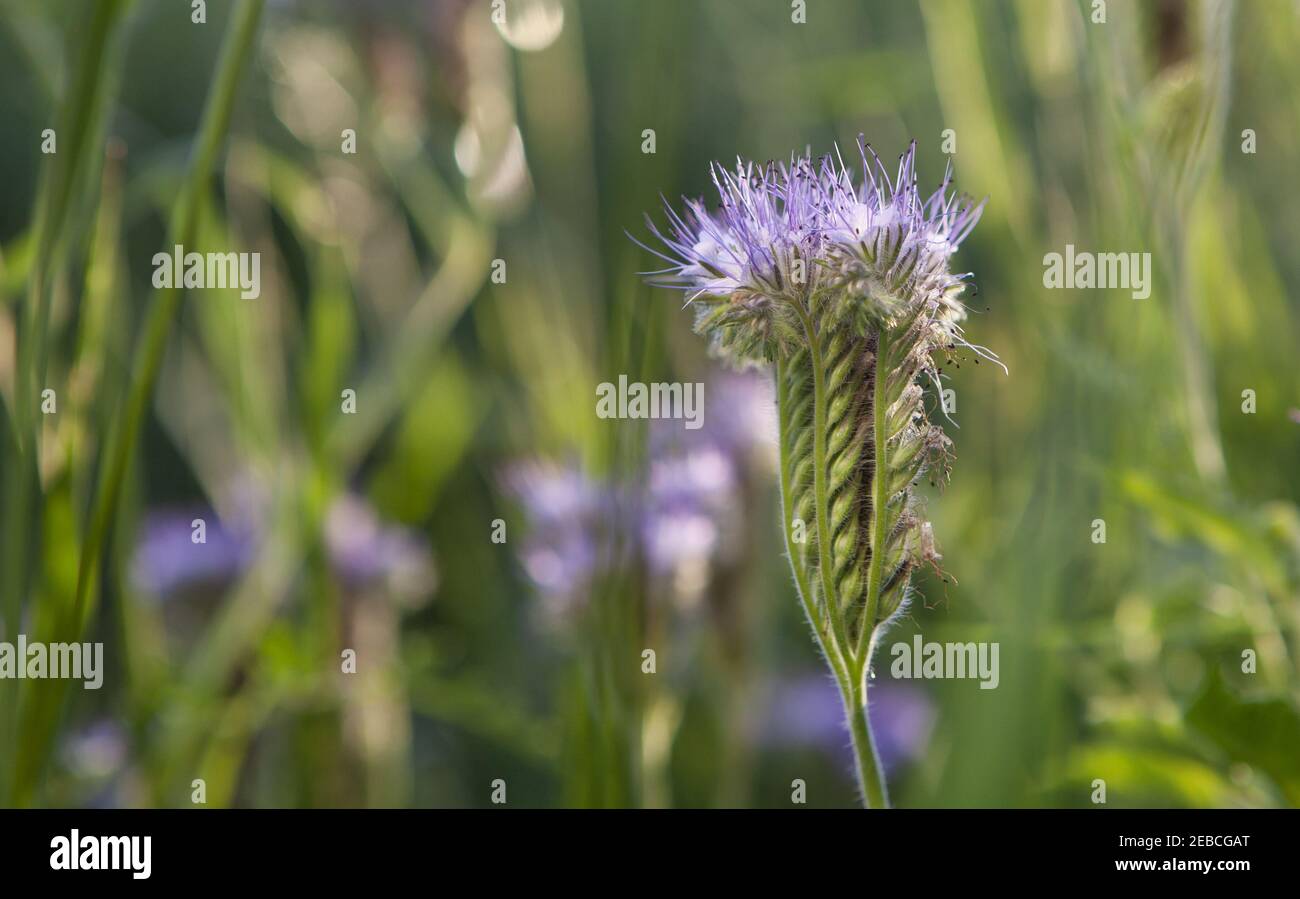 Flowers Phacelia tanacetifolia Benth Honeybearing flowers Stock Photo