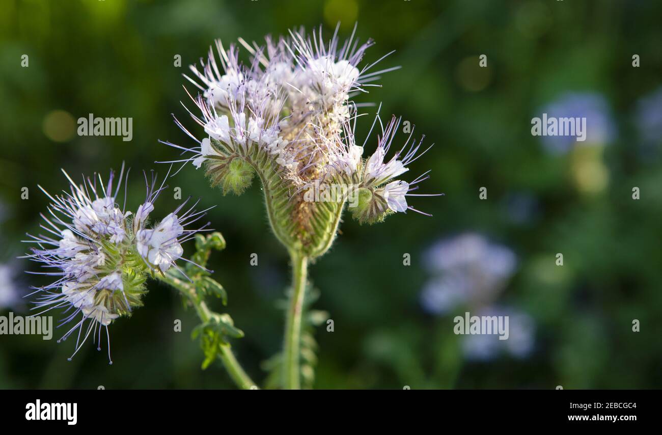 Flowers Phacelia tanacetifolia Benth Honeybearing flowers Stock Photo