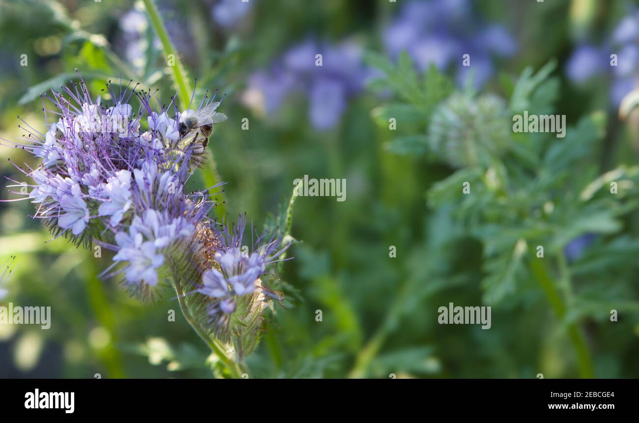 Flowers Phacelia tanacetifolia Benth Honeybearing flowers Stock Photo